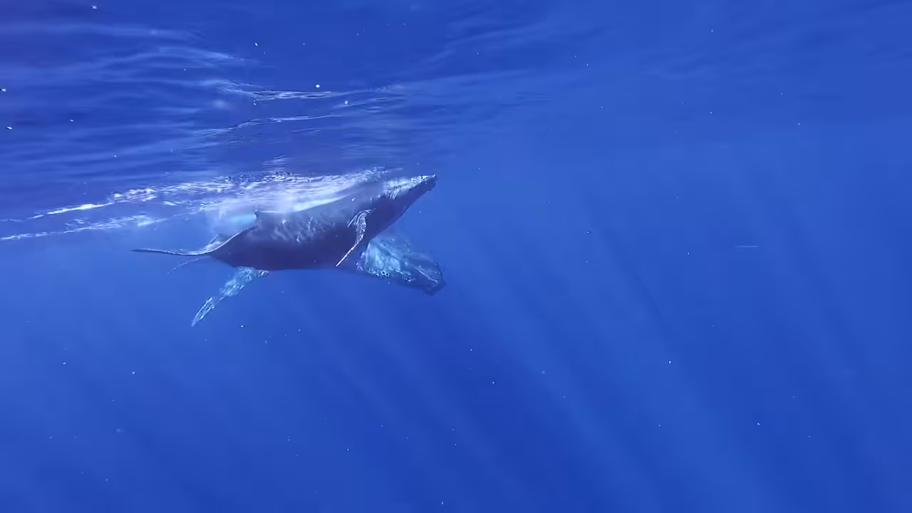 Family Time - Whales