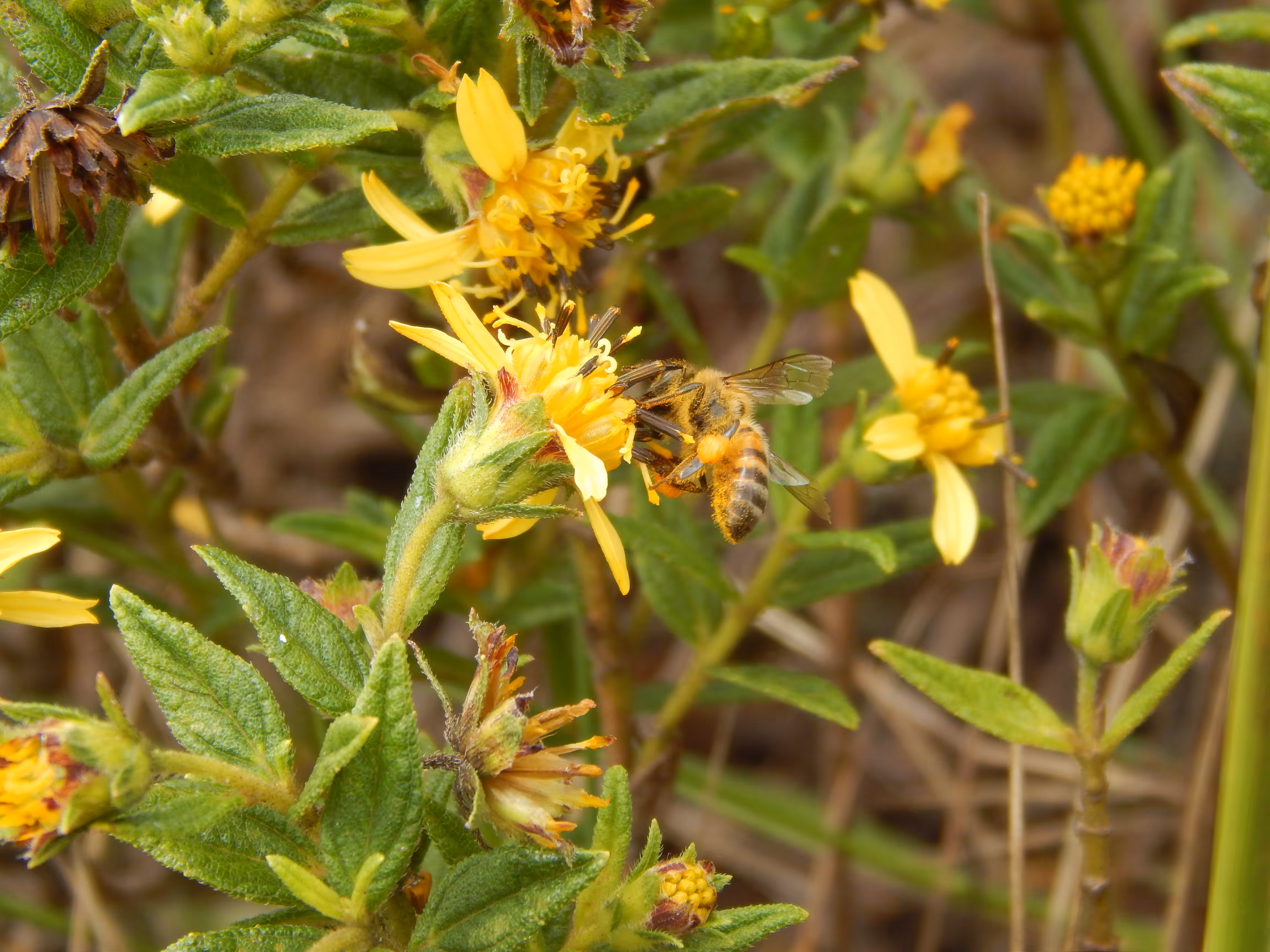 Ibitipoca: Apis mellifera x Aspilia sp.