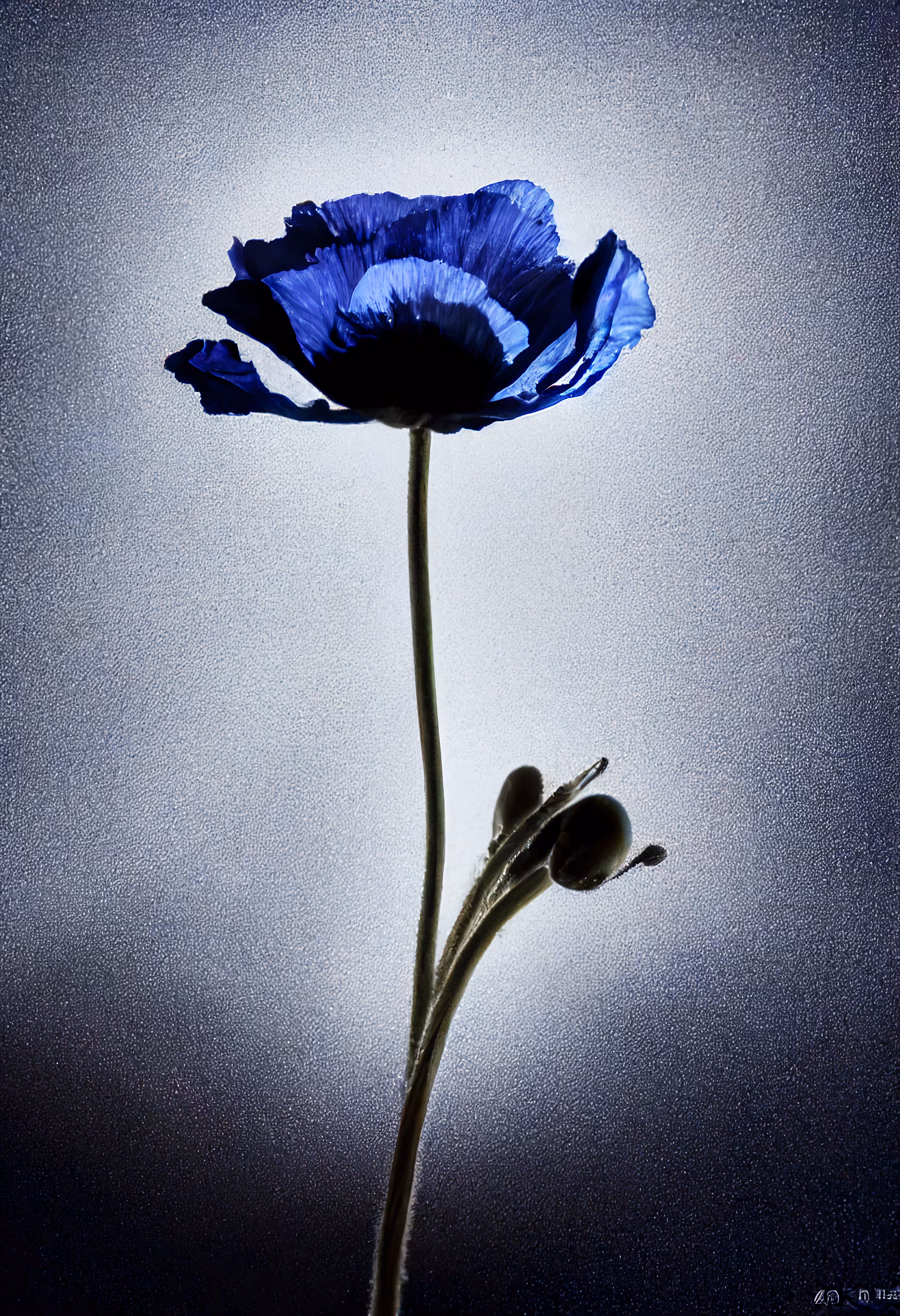 A Flower, Just For You. #92