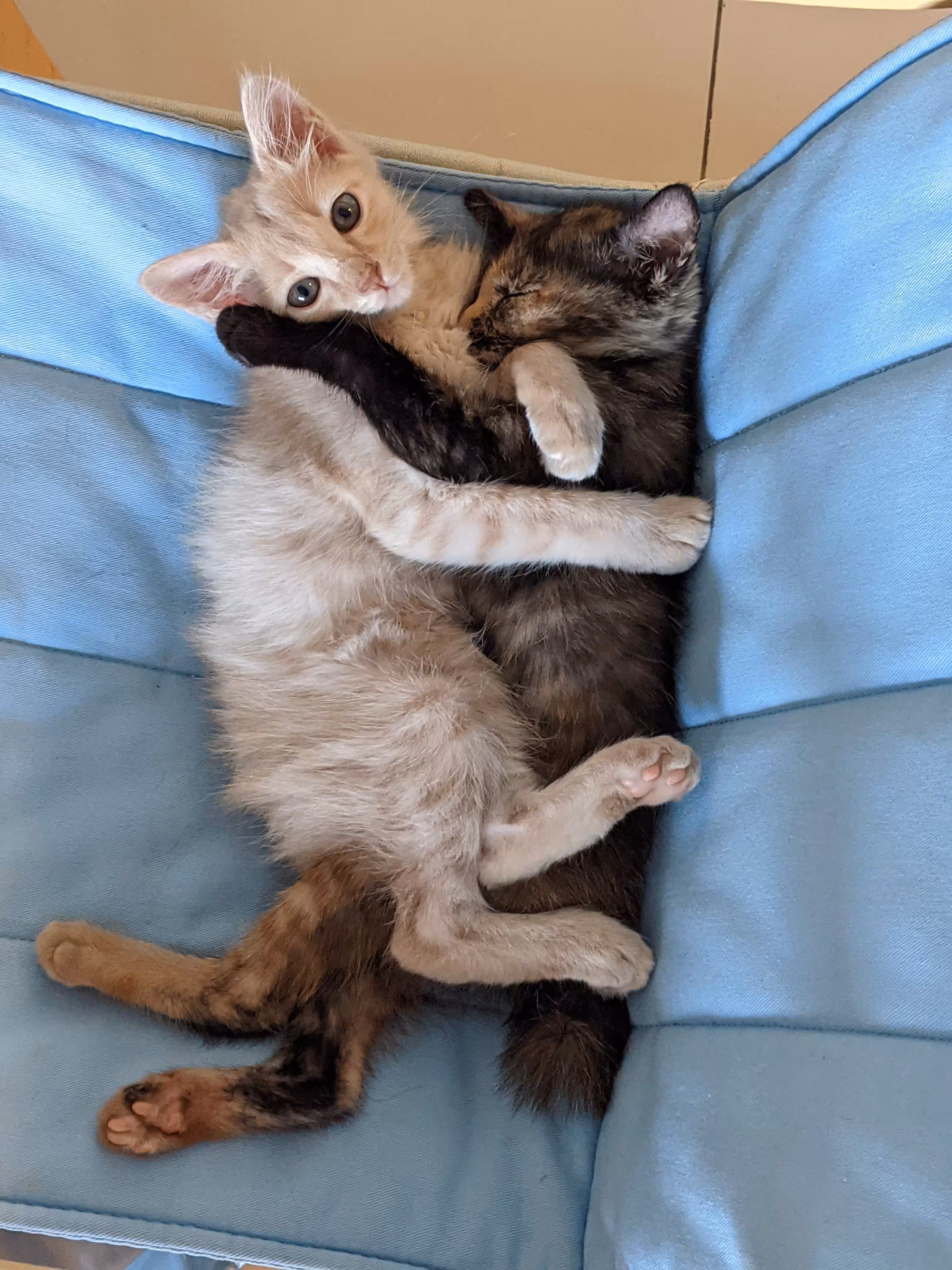 Best Friends For Life