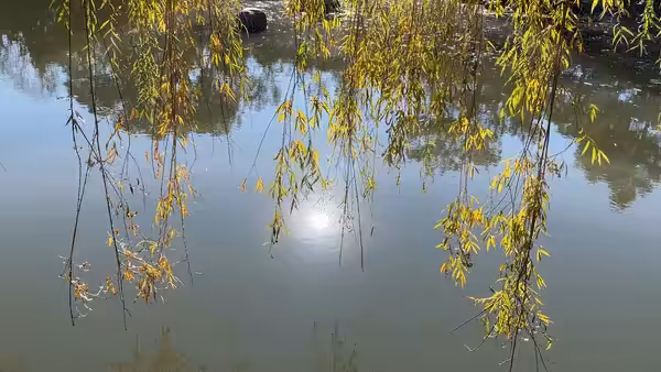 This Little Bird