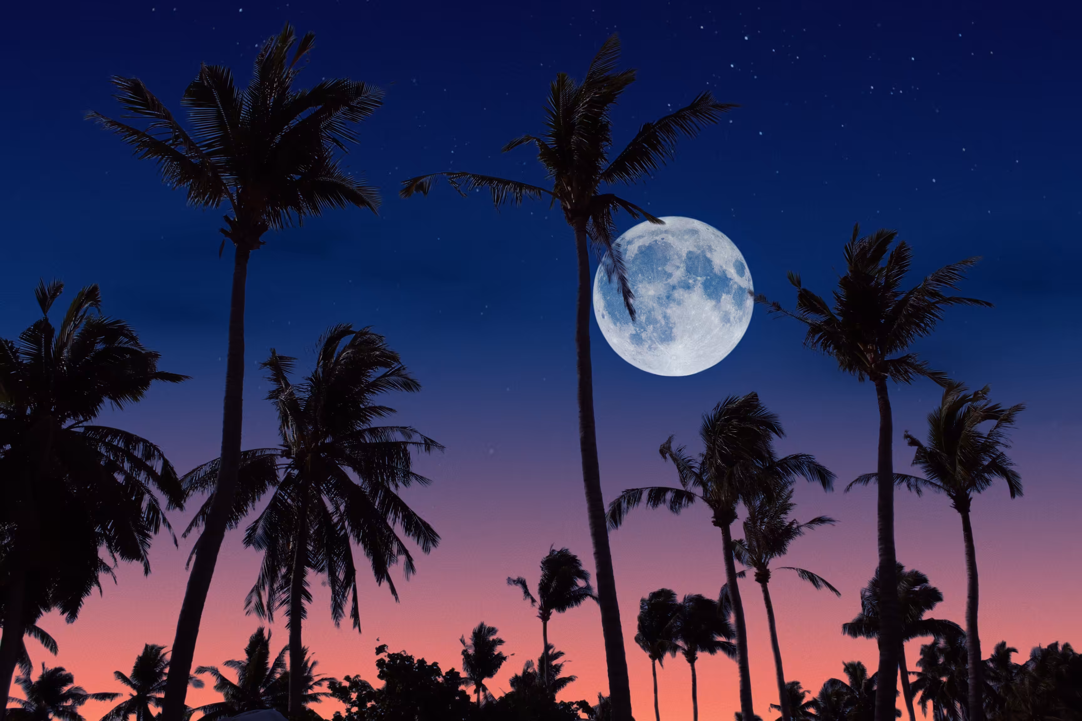 palm trees