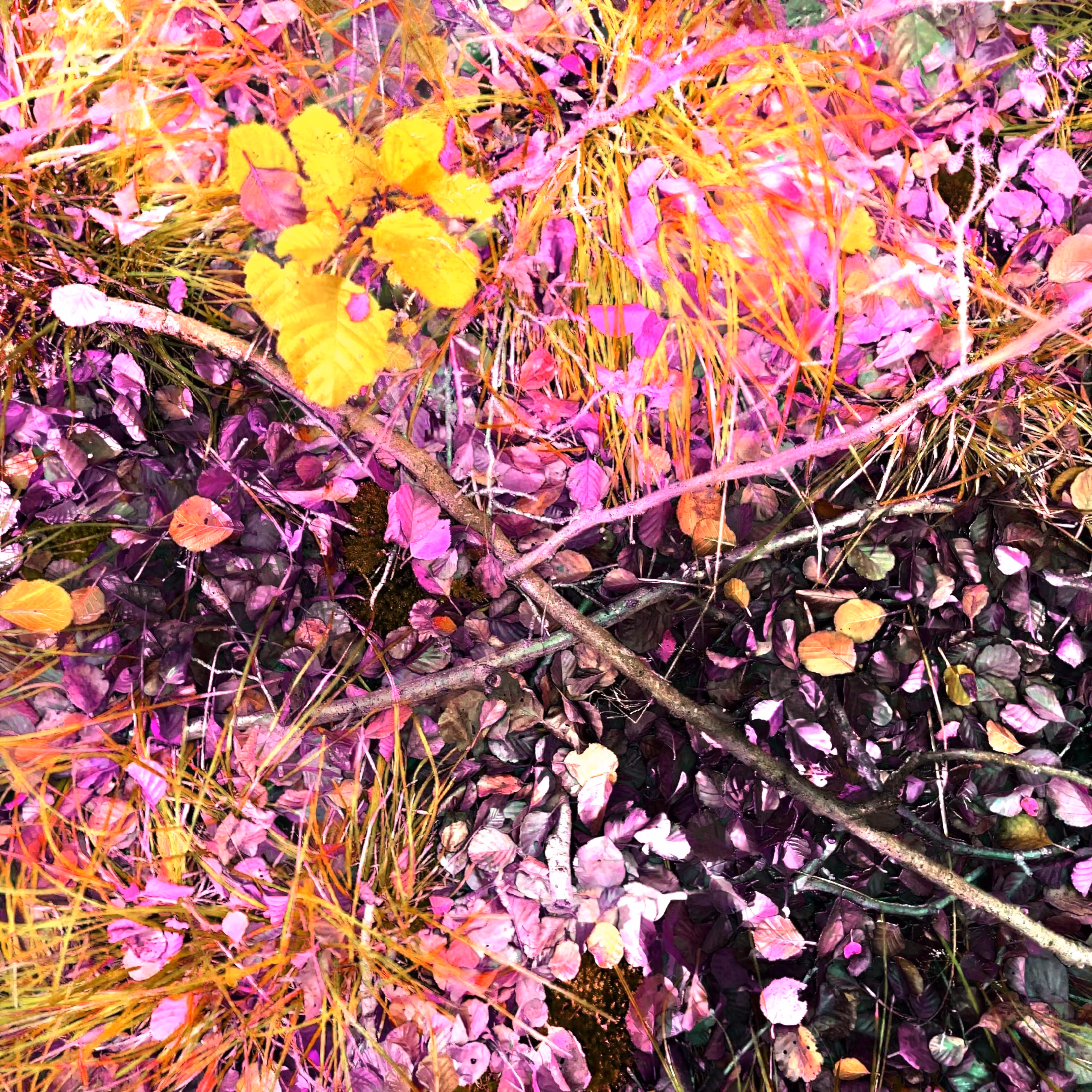 Autonomous Forest Plots: Plot u329hvn52