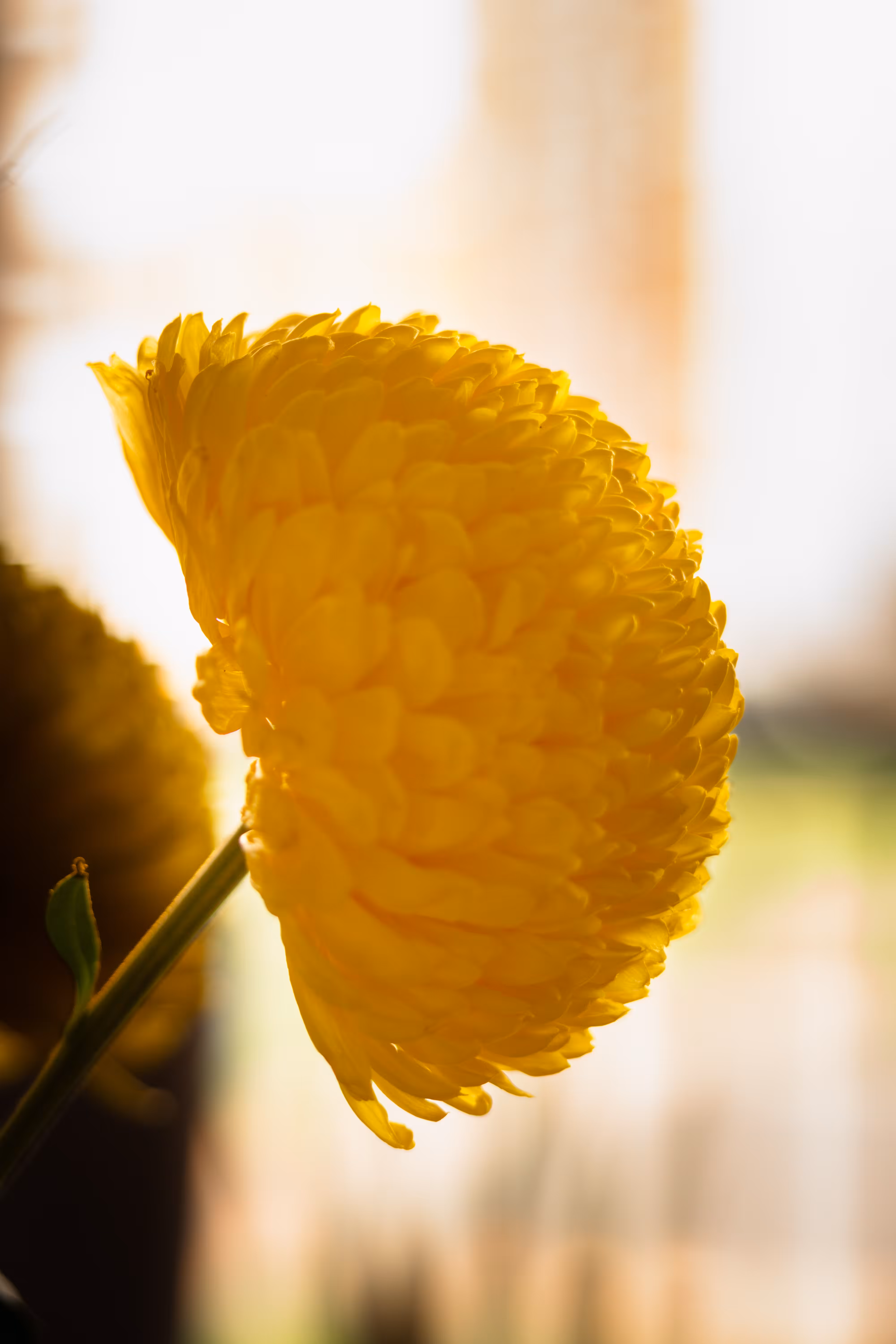 Flower of Light