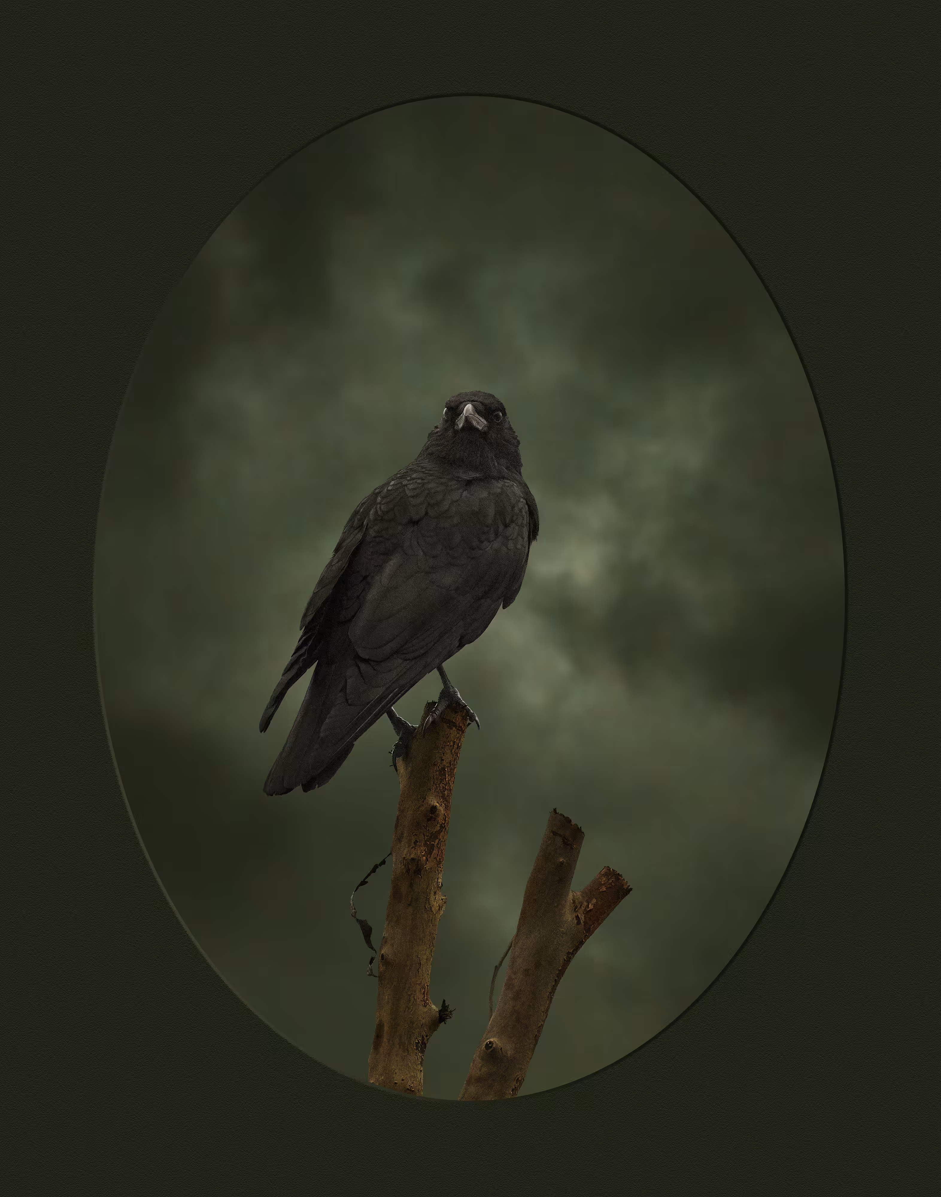The Day the Crow Turned Black