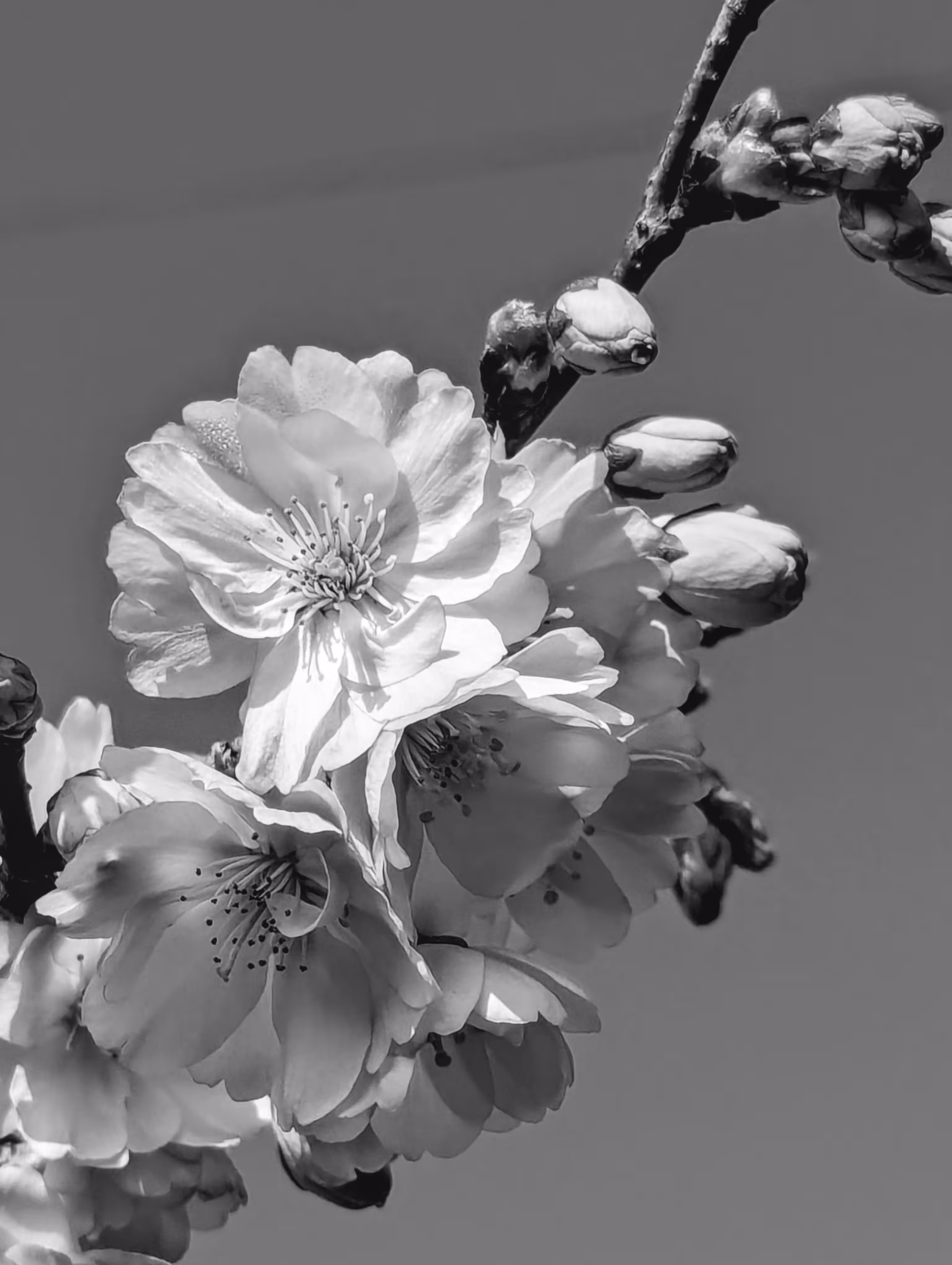 Luke_0x1 Photography : Morning Bloom 