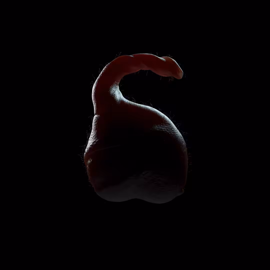 S for... scrotum??