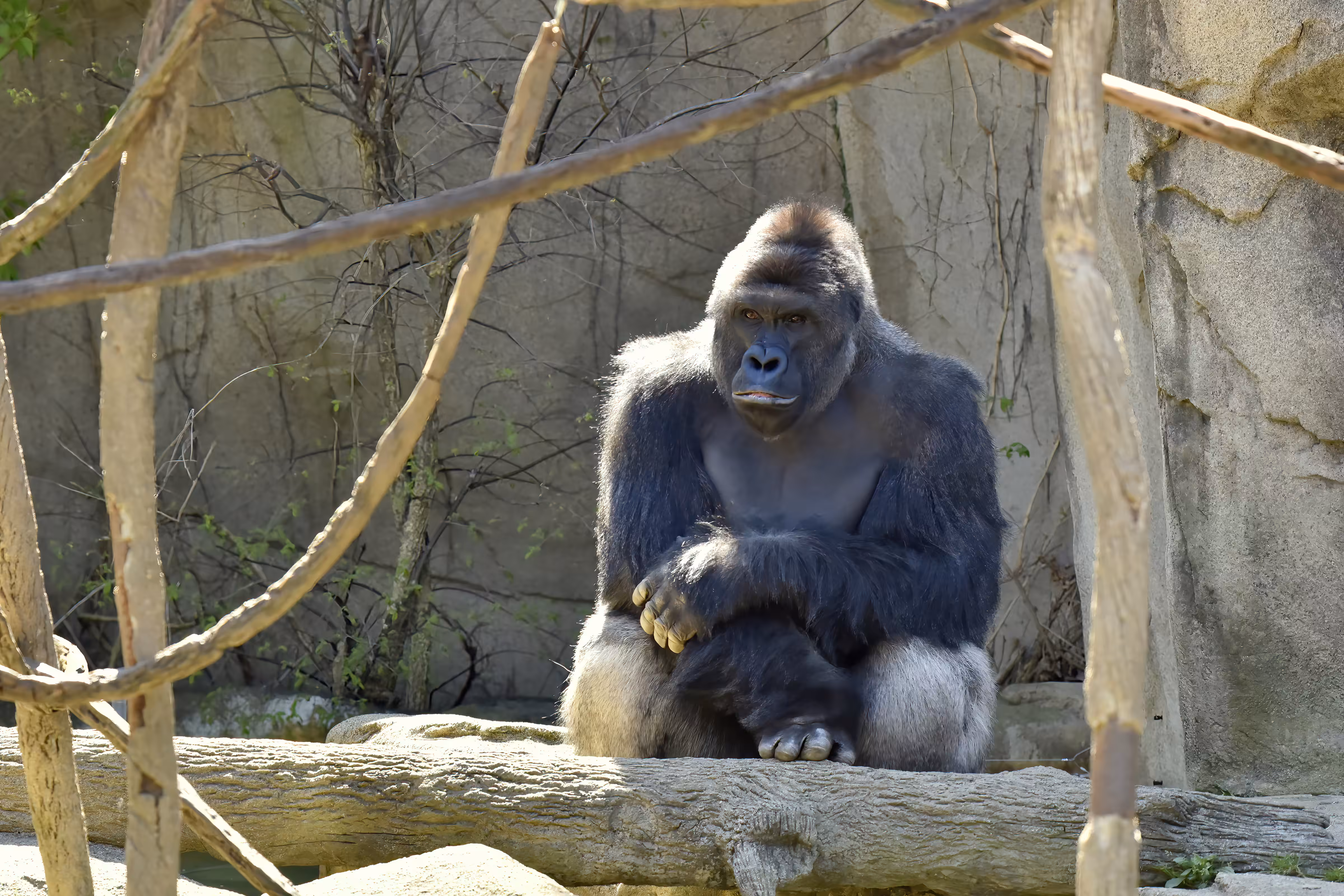 LEGENDS: HARAMBE: LEGENDS #14