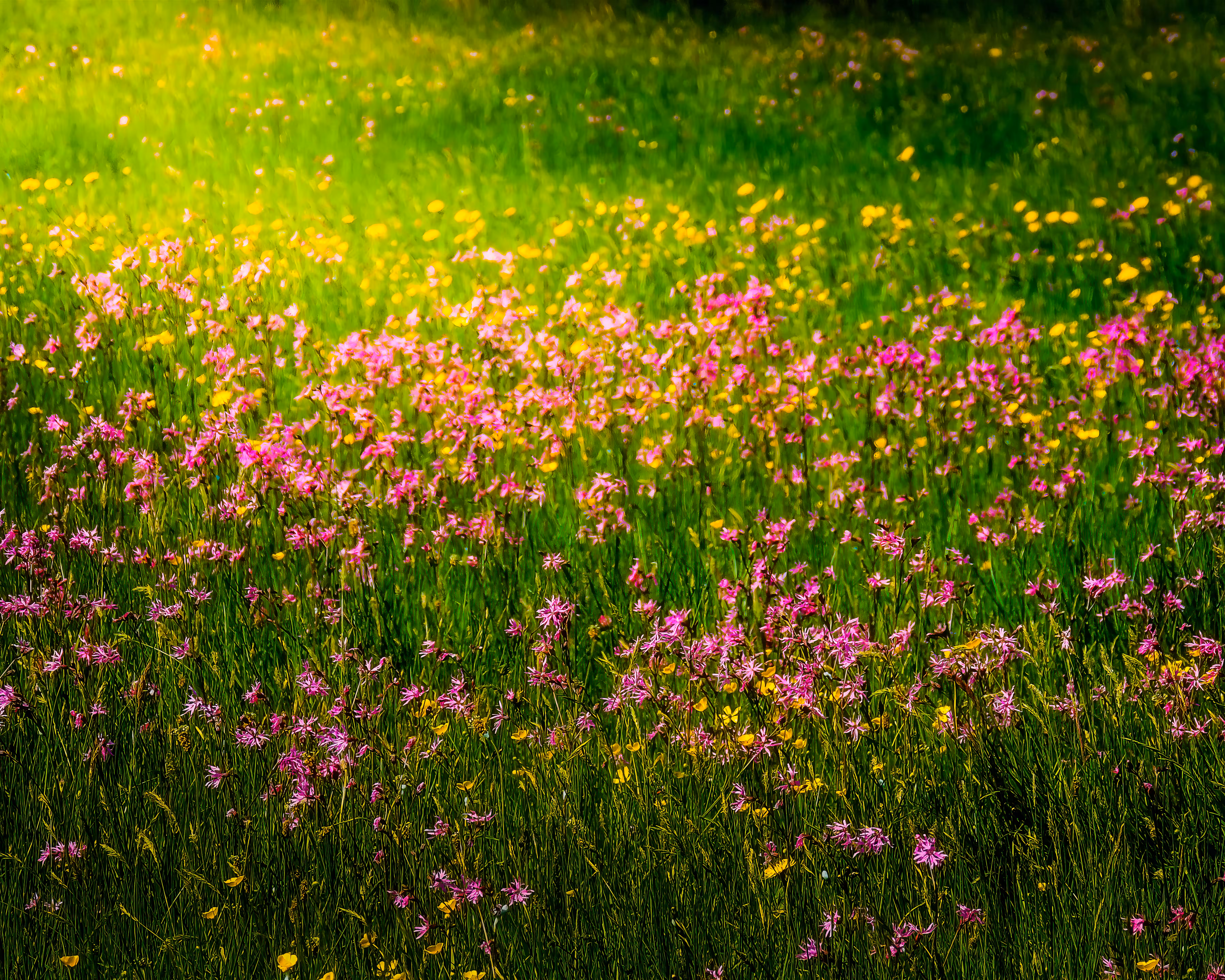 Irish Wildflower Meadow