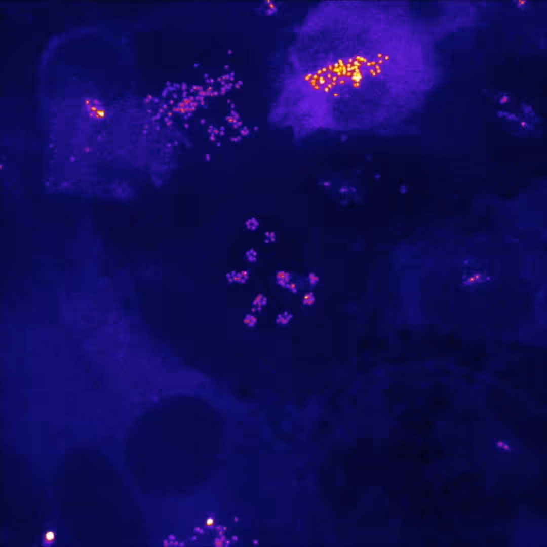 {Centriole} #4