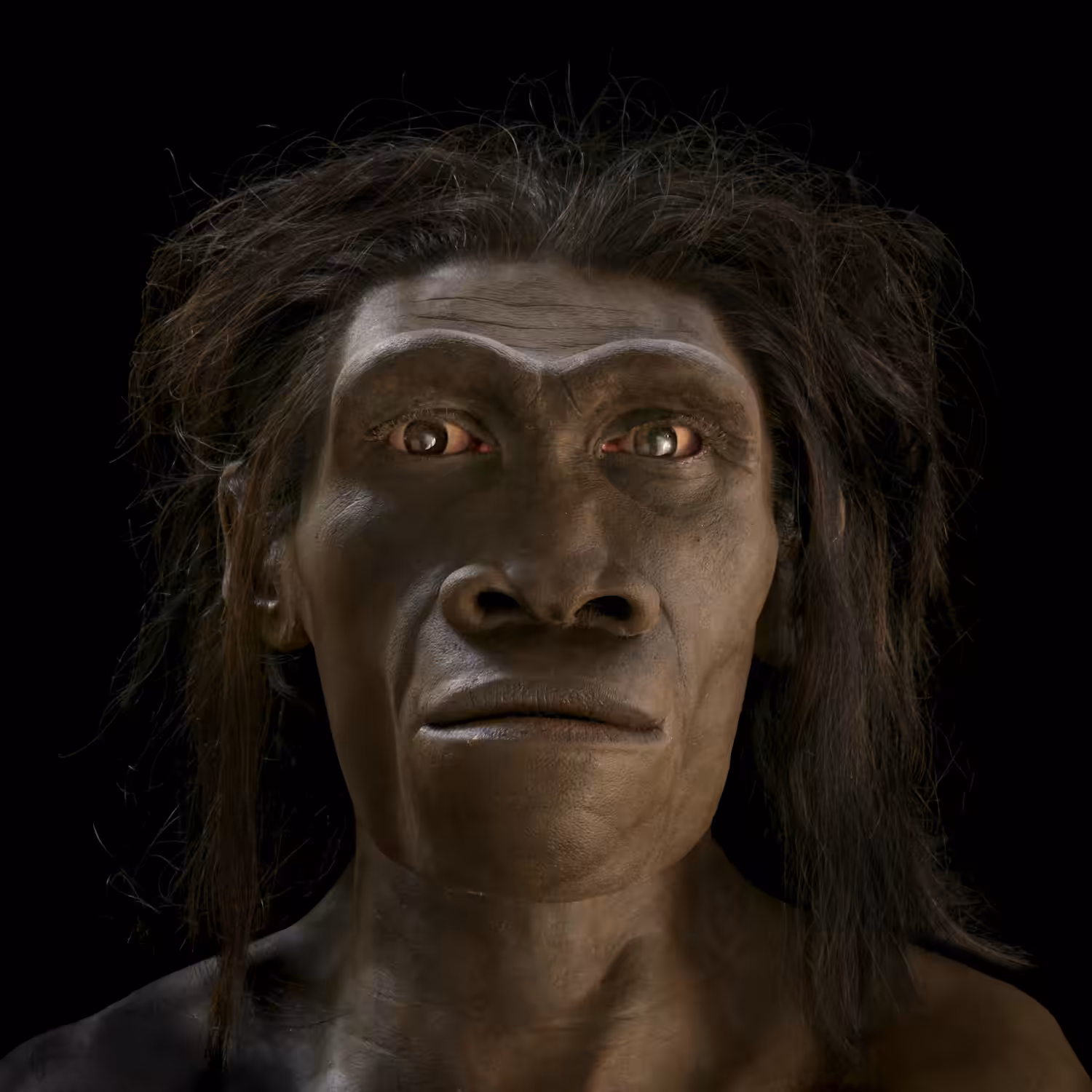Homo erectus: Hominin #8