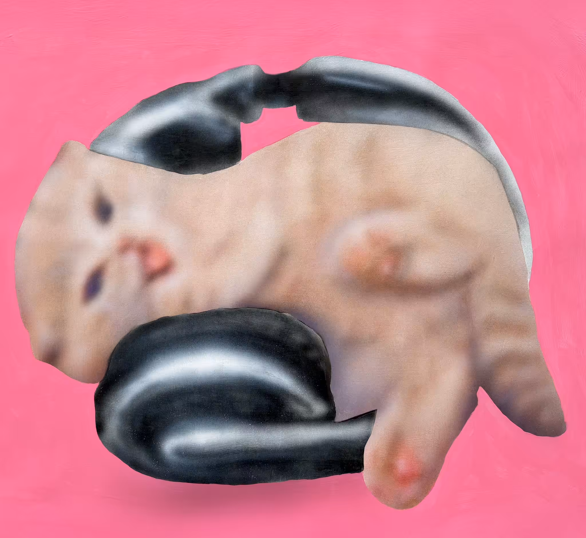 Kitten