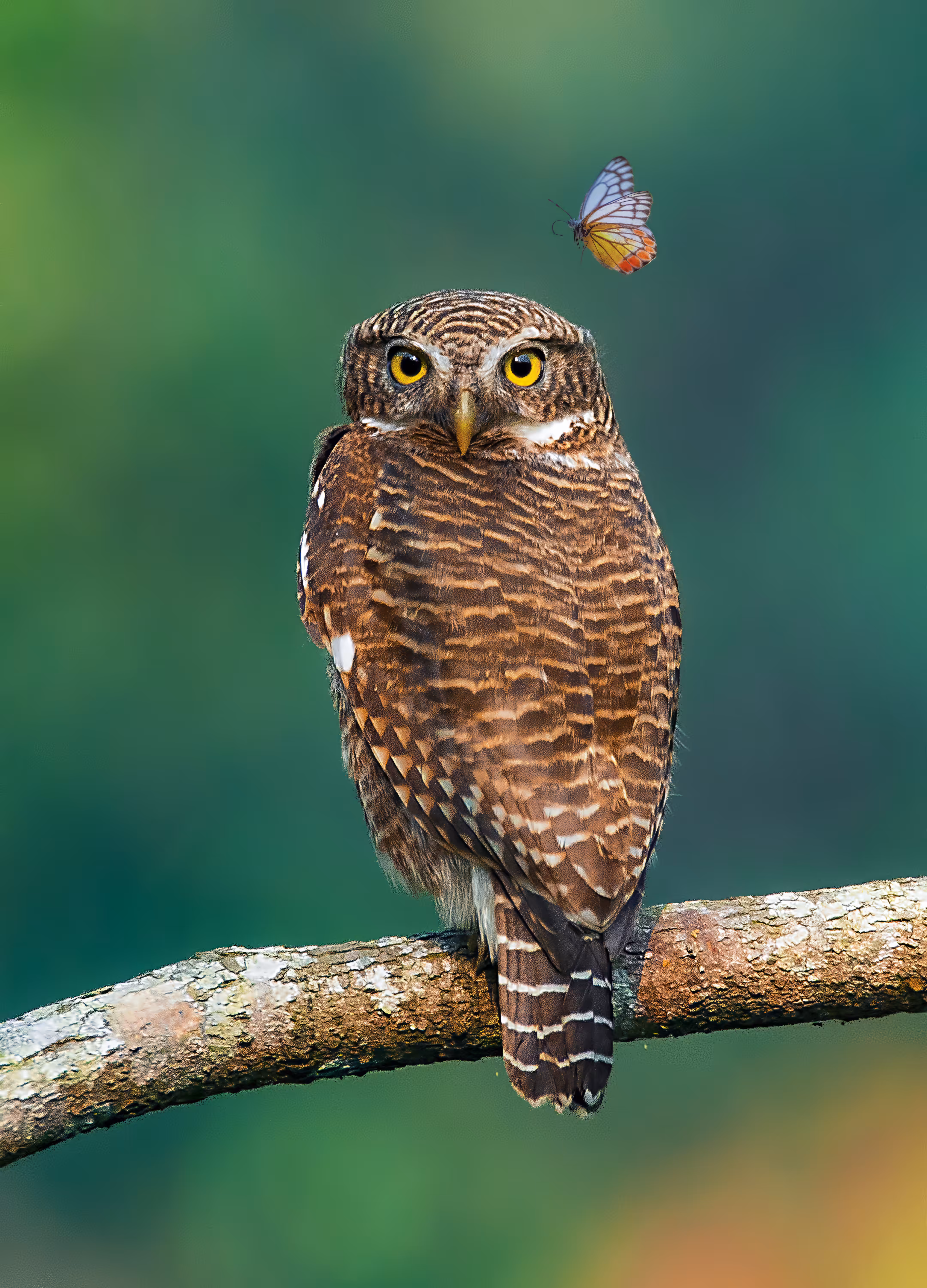 Asian Barred Owlet  & Common Jezebel Butterfly