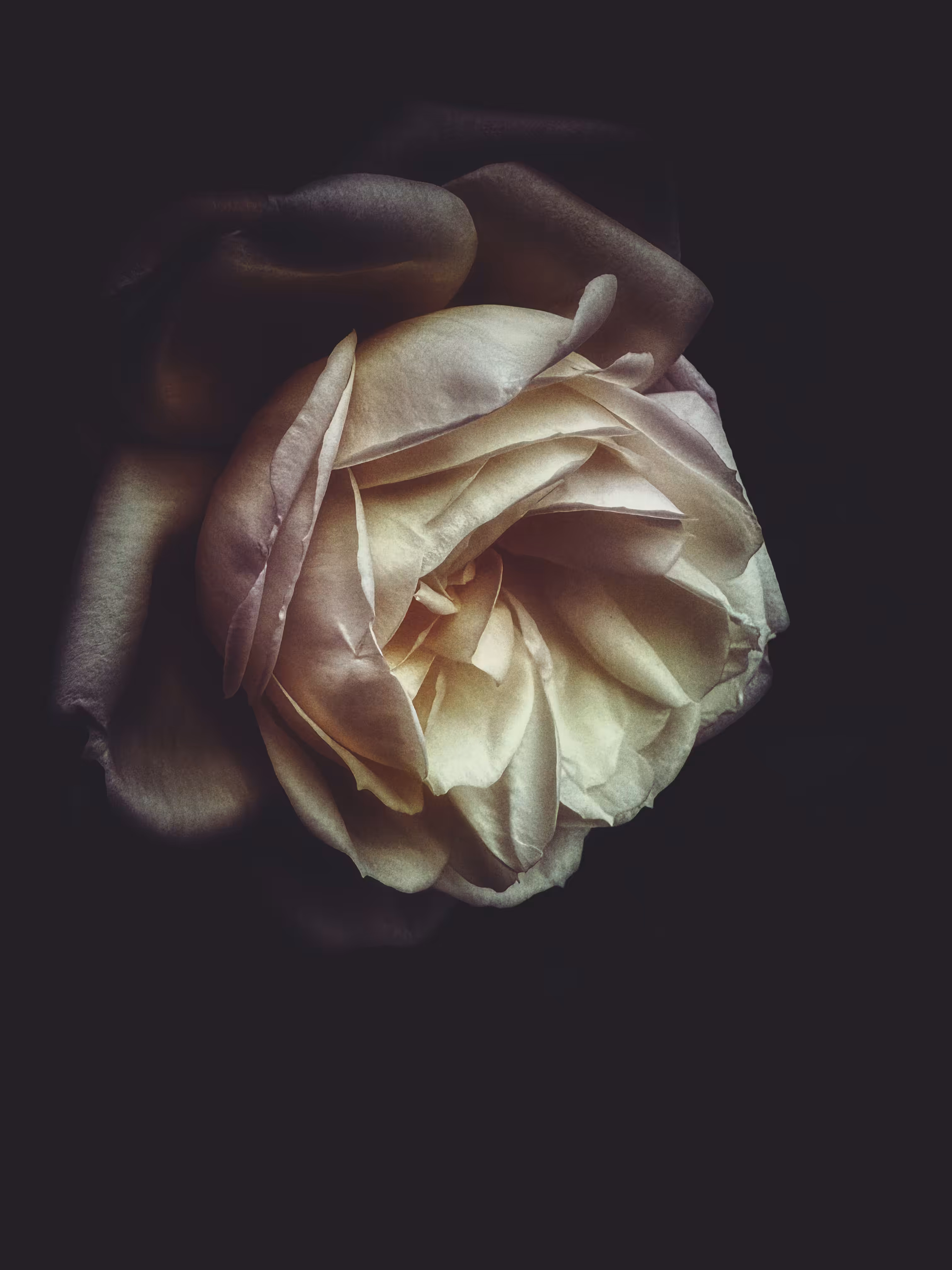 Dark Shroud 