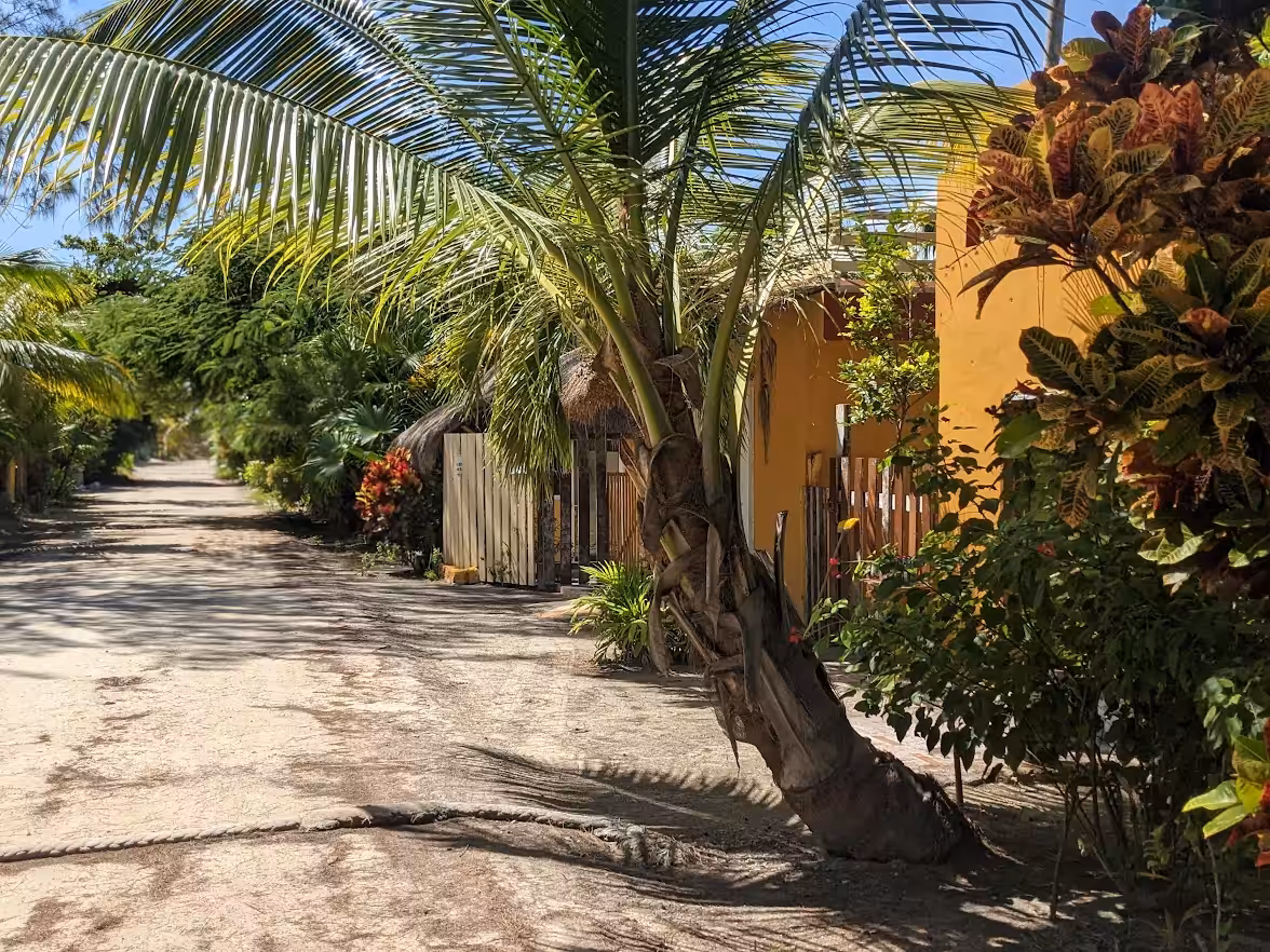 the Palm