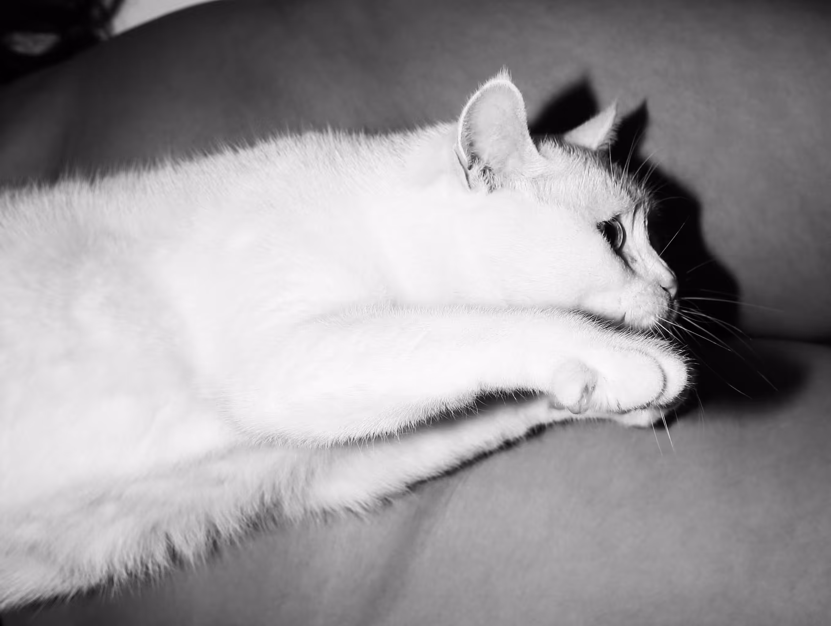 Cat in black and white.