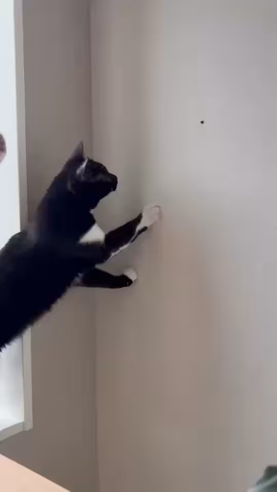 Connect the dot