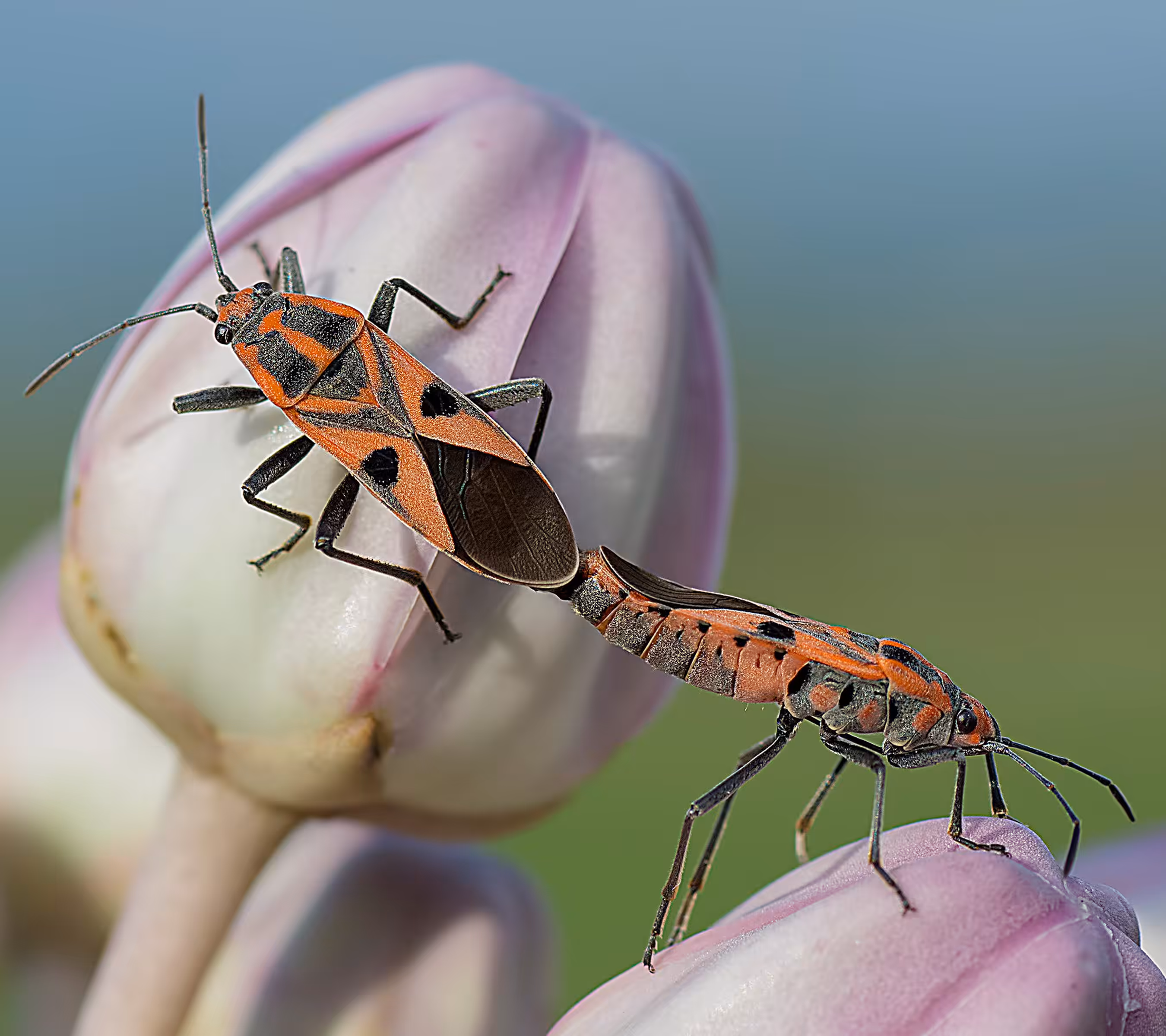 Rice Bug