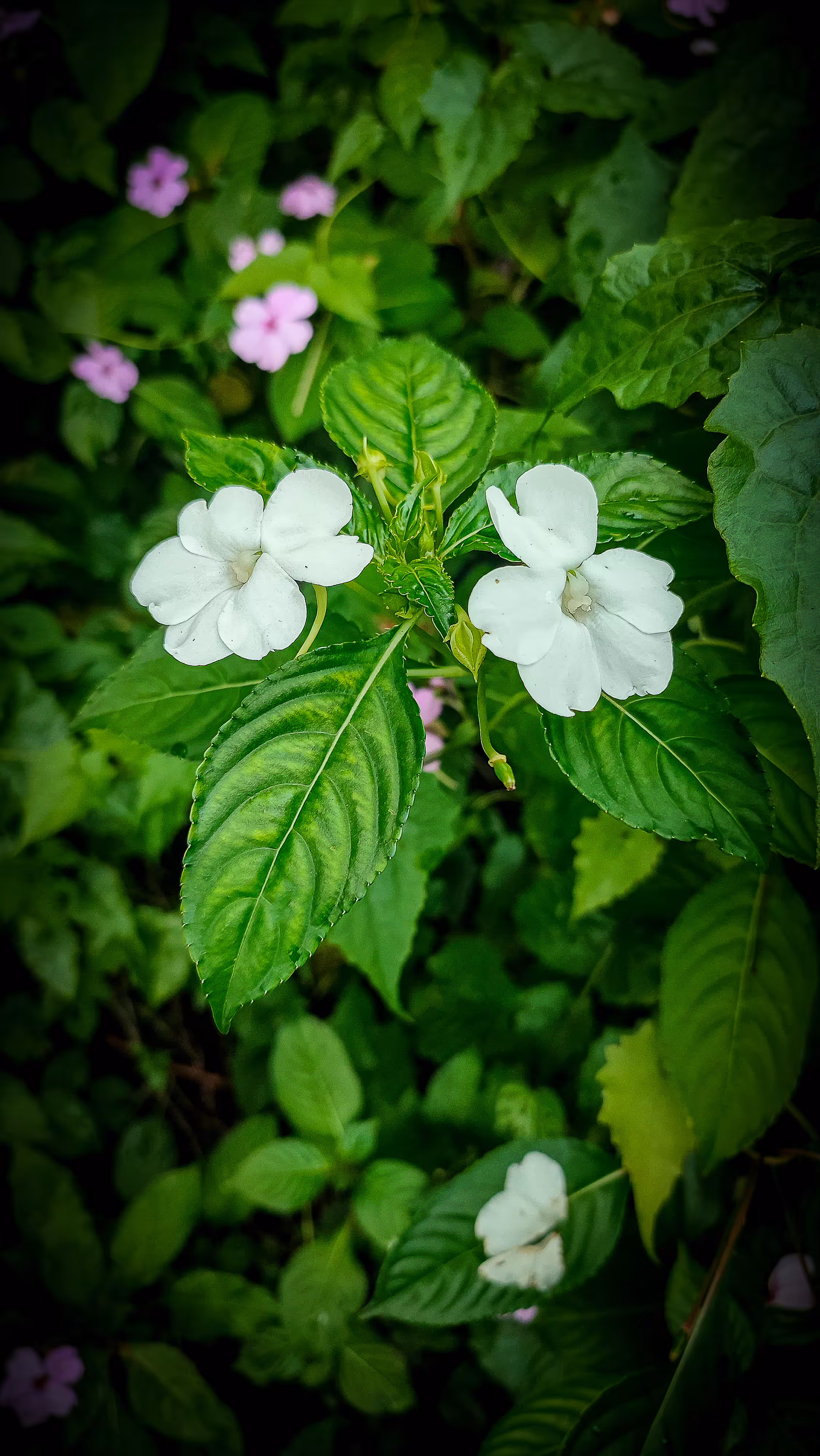 "Impatiens"