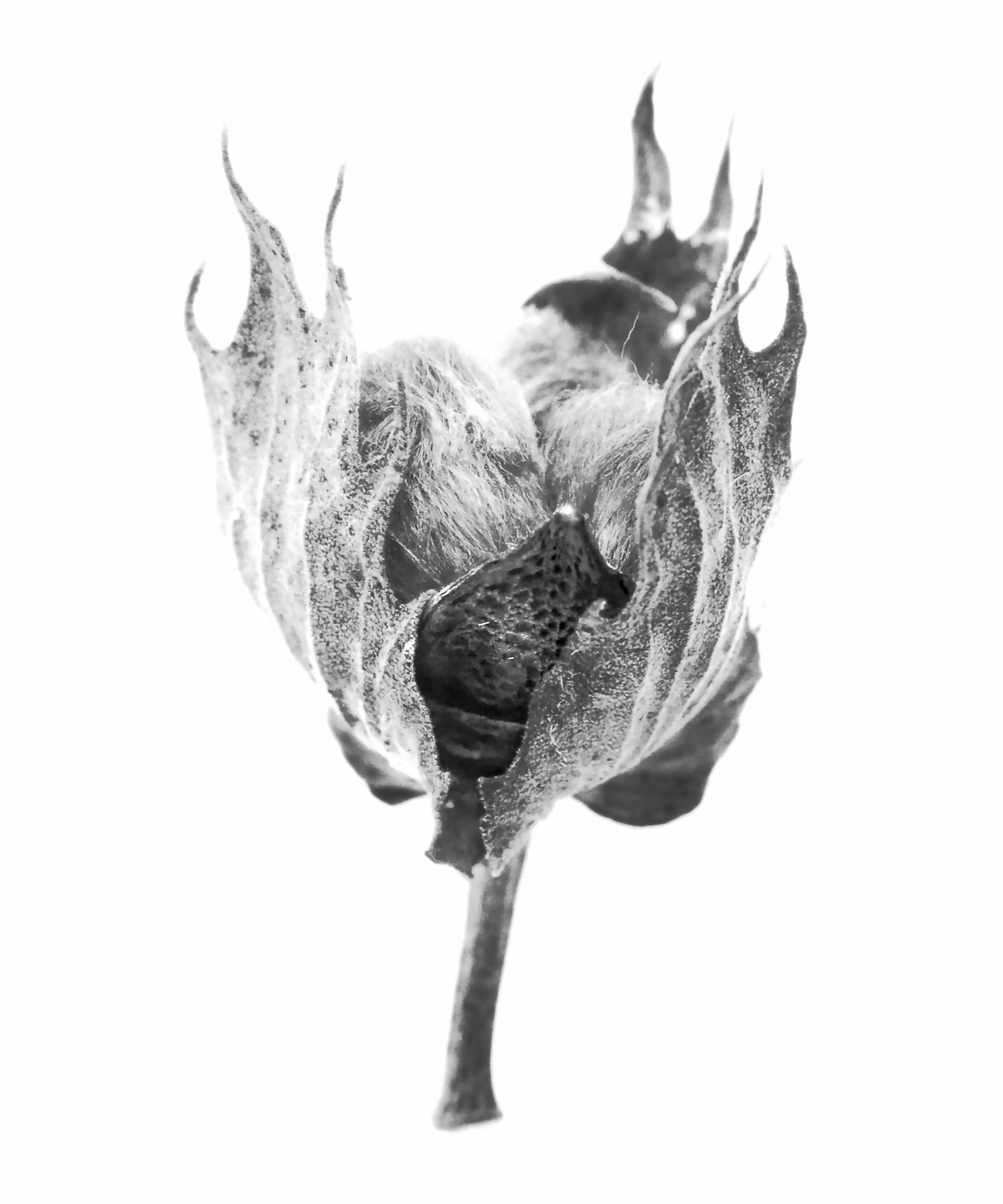 Hawaiian Cotton (Gossypium tomentosum No. 2)