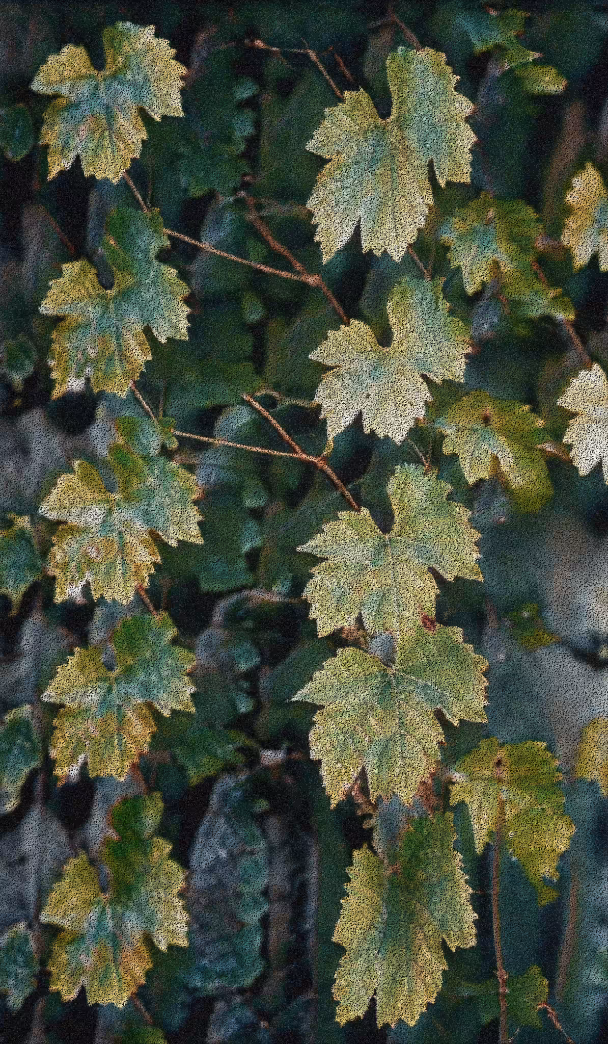 Apparatus Vitis #71