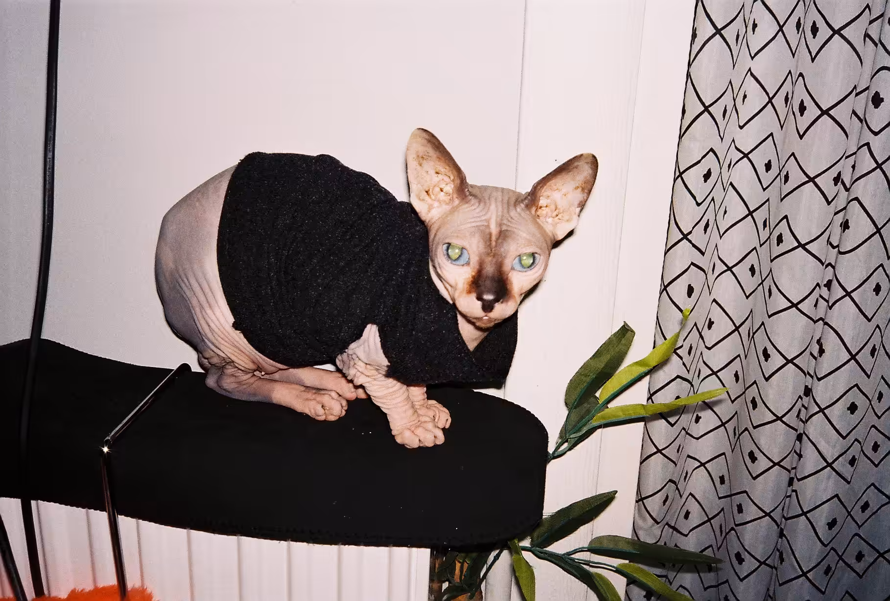 The Sphynx