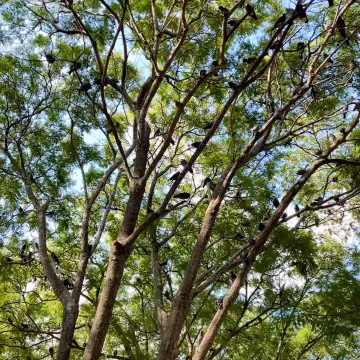 MOMENT#42 (Pigeons in tree)