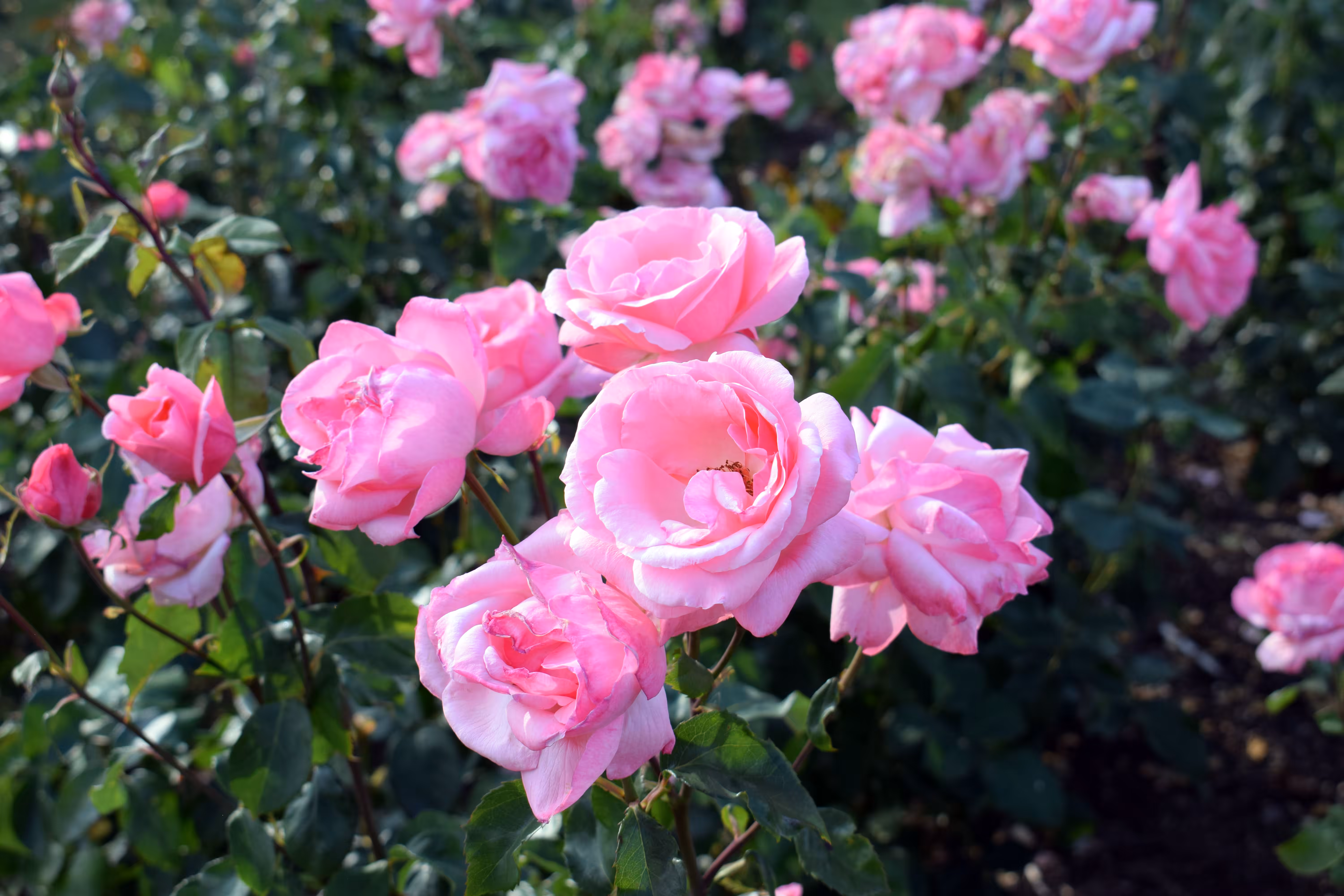 Pink Knock-out Roses