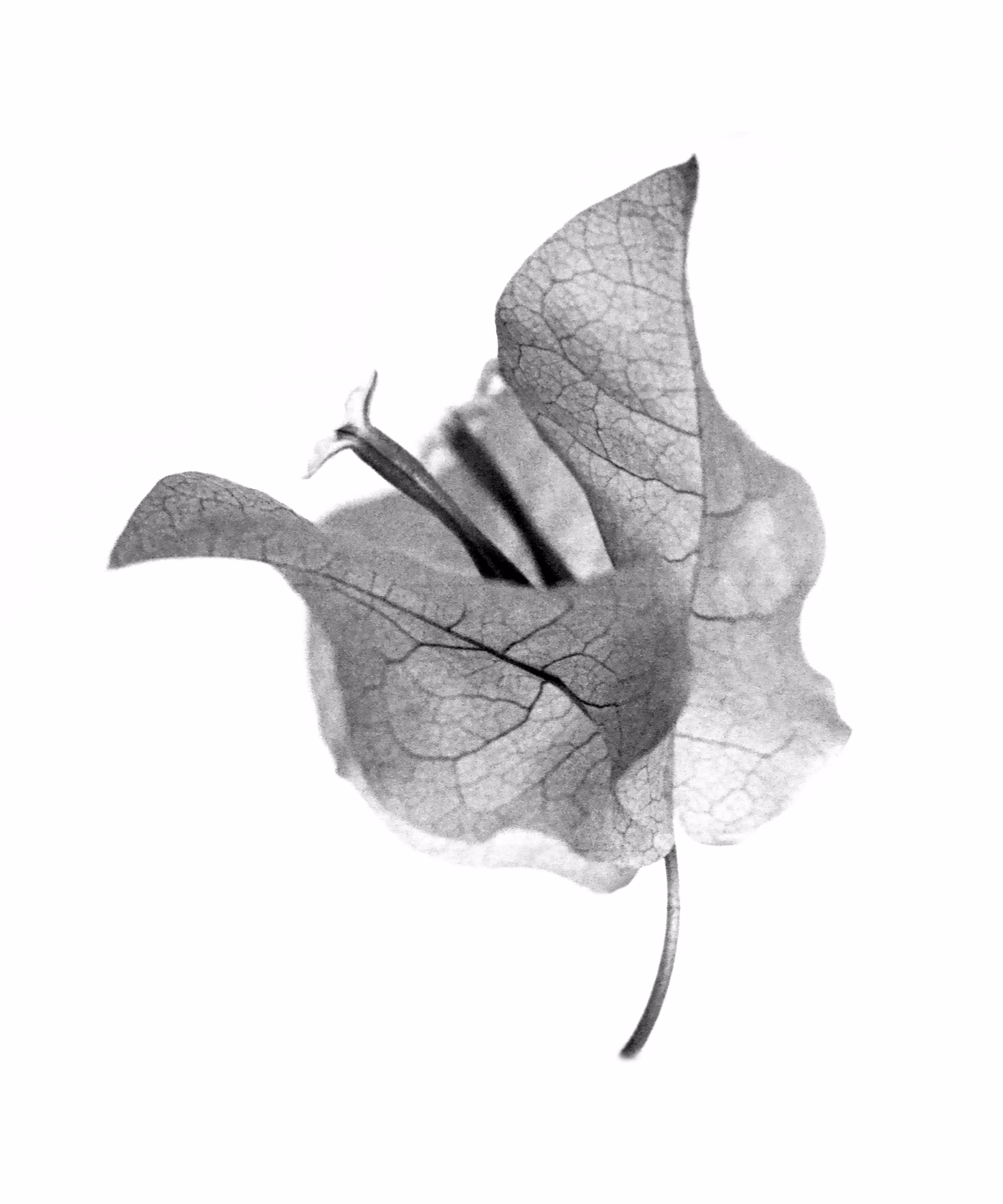 Bougainvillea spectabilis, No. 3 