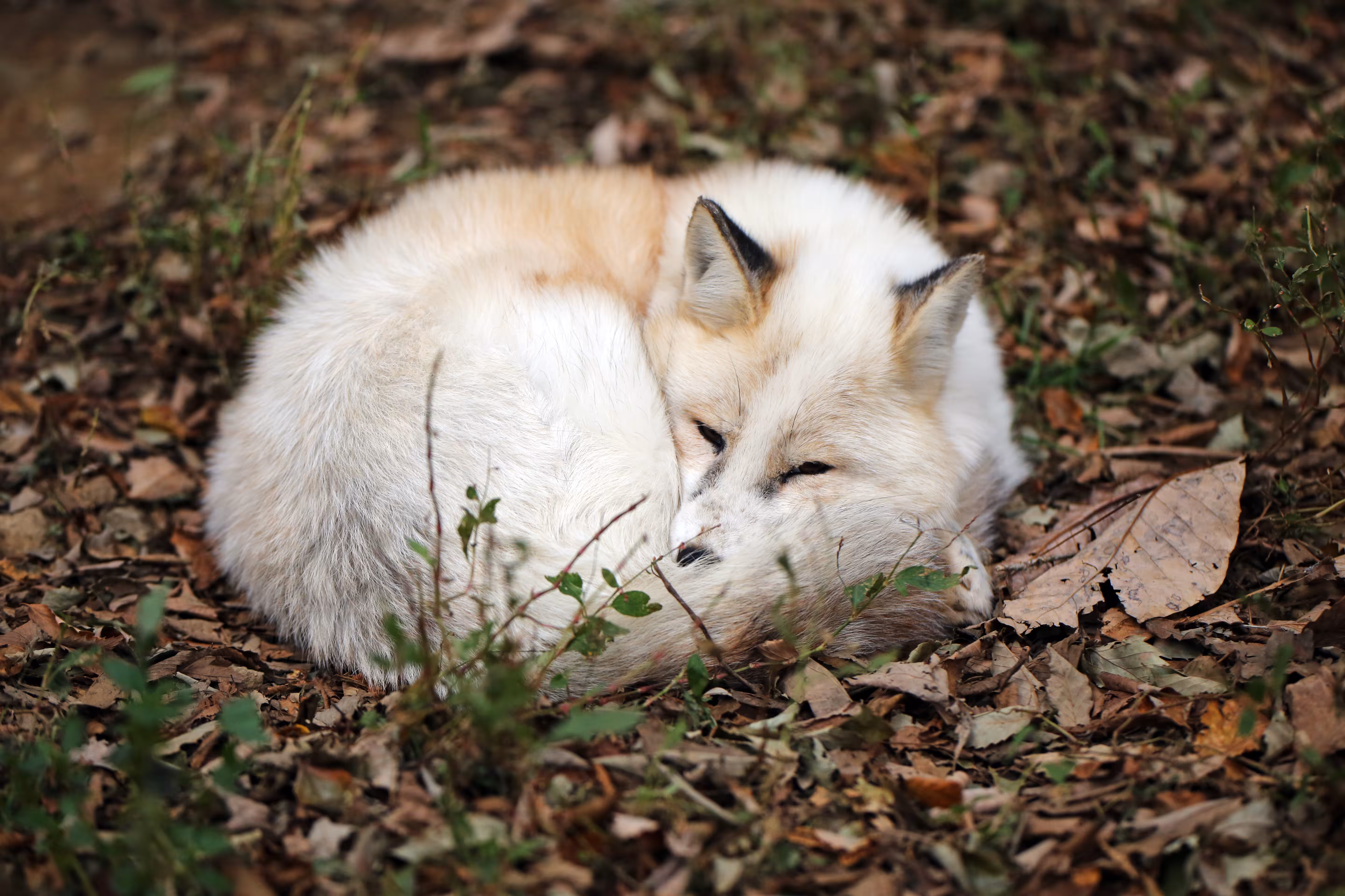 Vulpes donut