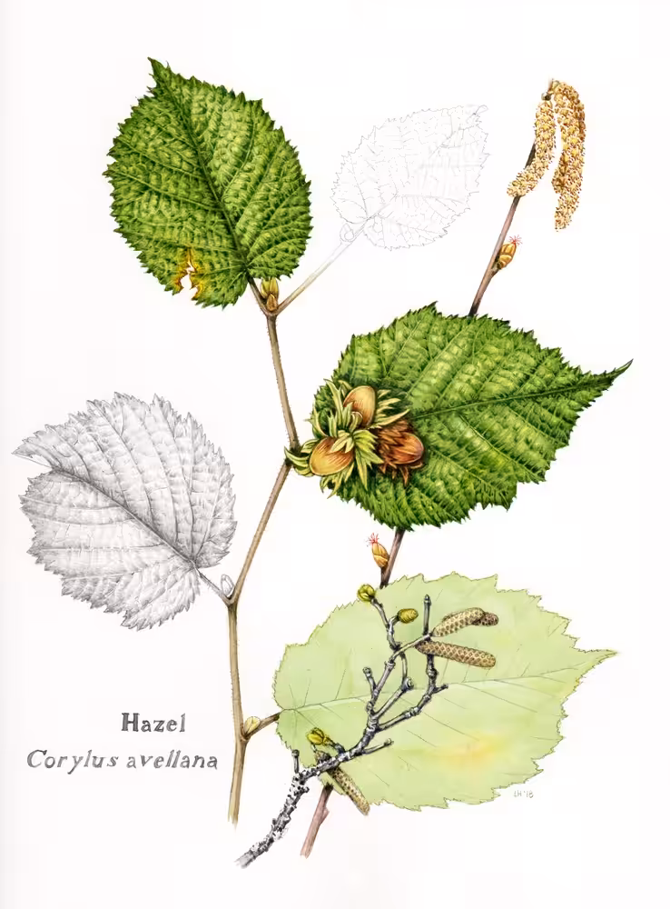 Hazel Sketchbook study