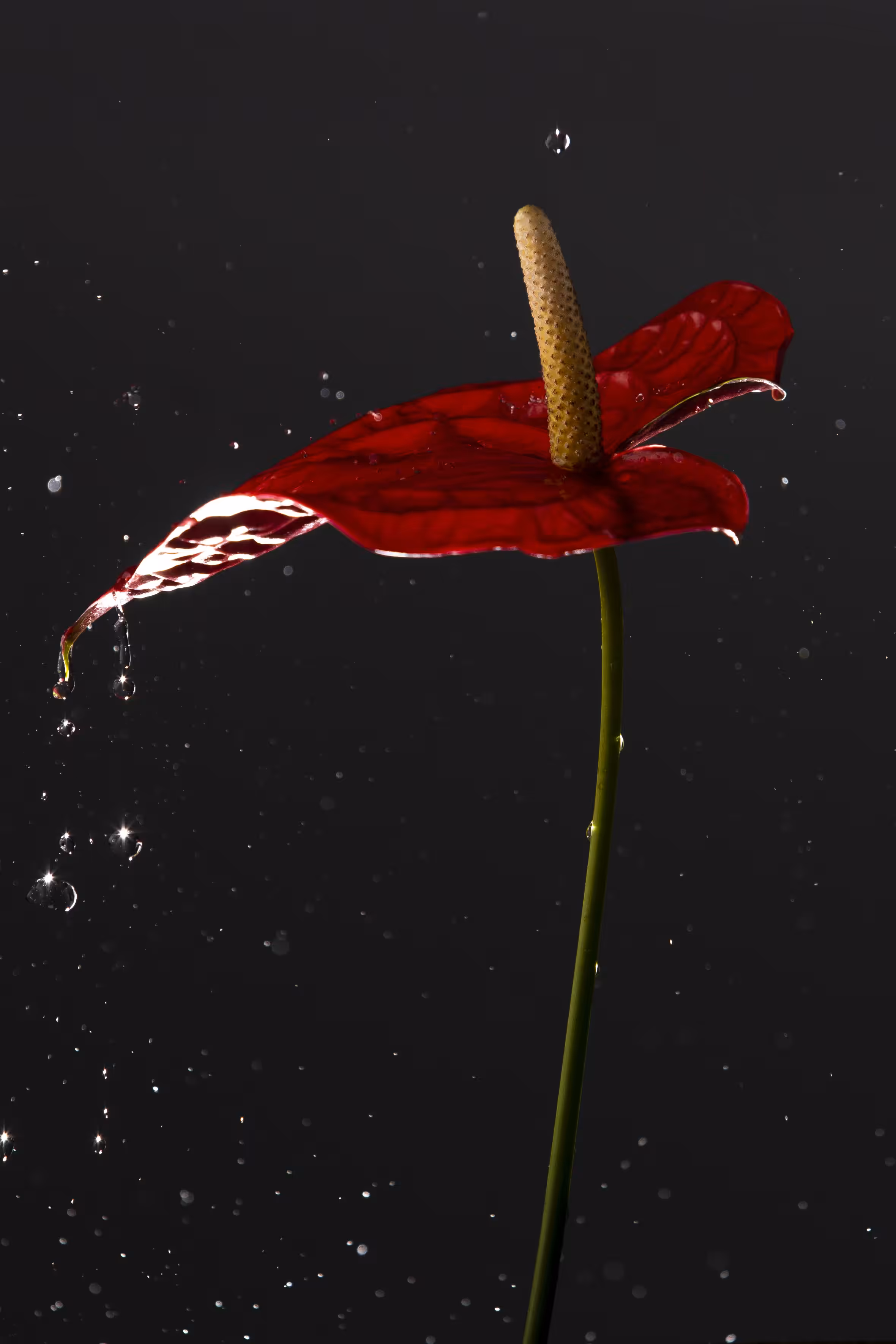 Flower Splash #3