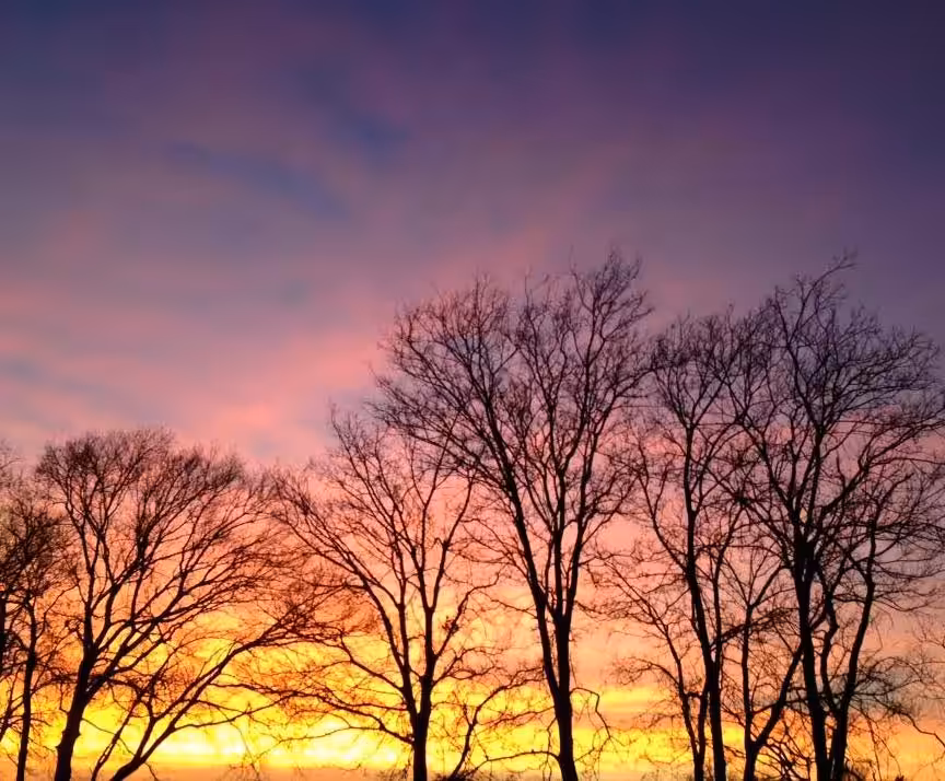 Glorious Sunset with Trees