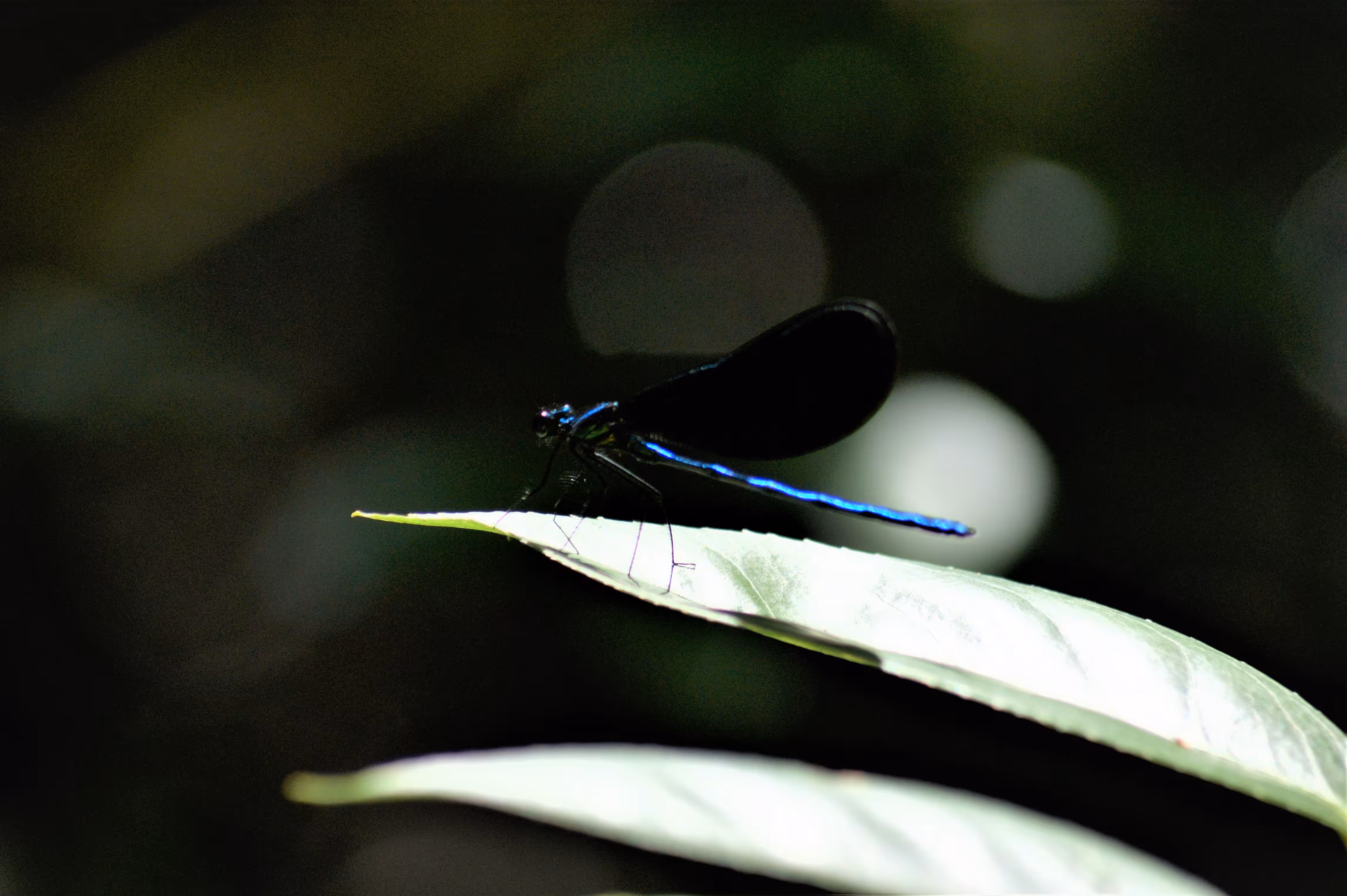 Series 1: Fauna – 003 – Ebony Jewelwing