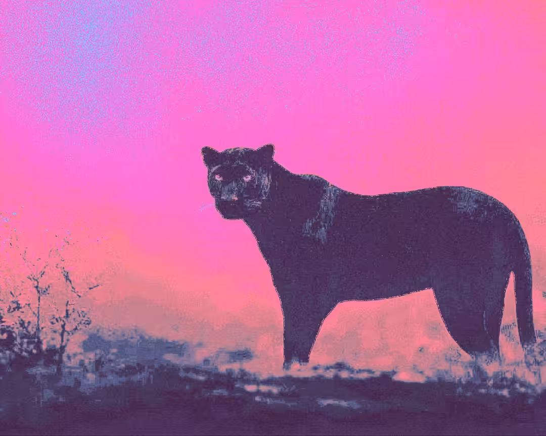 Kall The Panther
