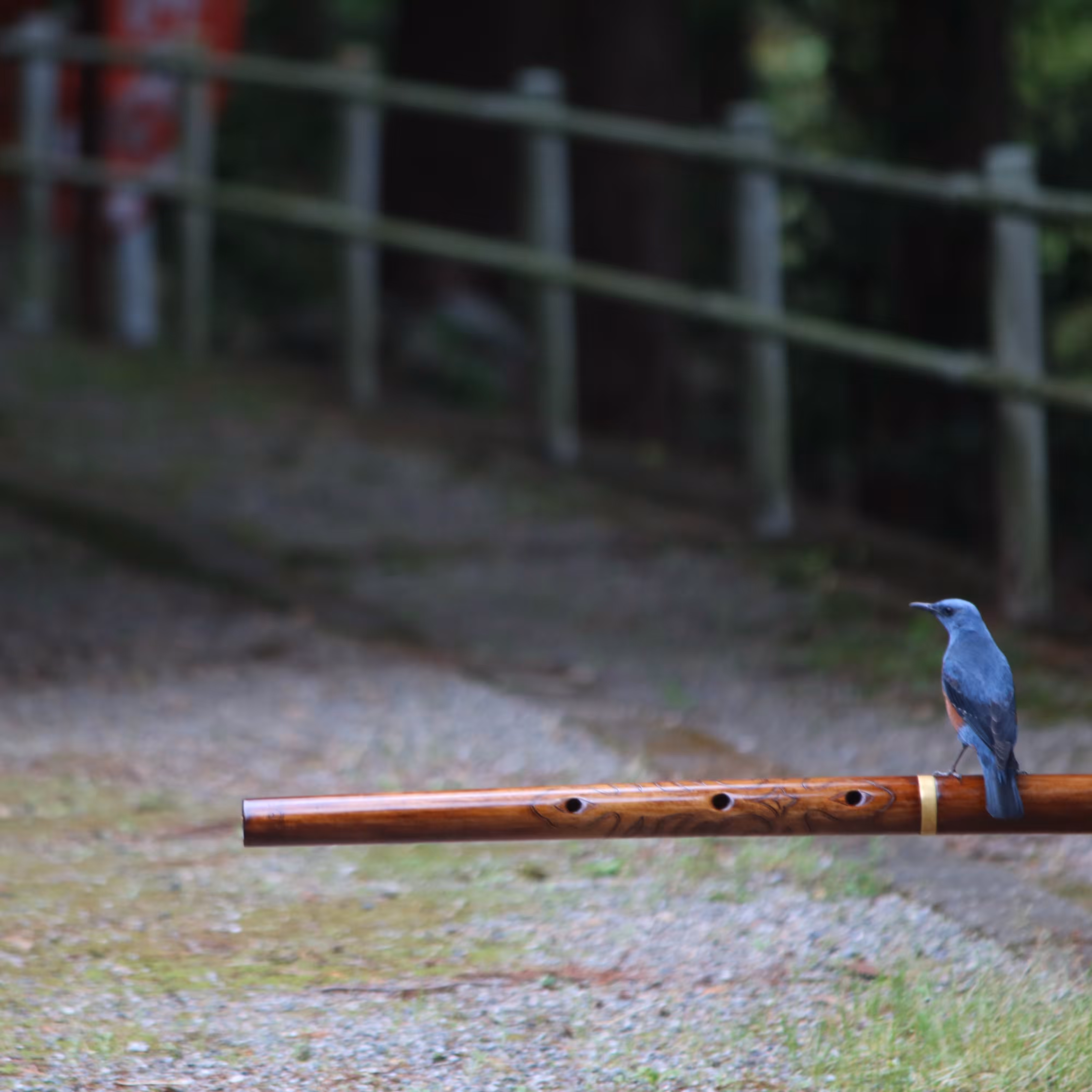 Fuyara and Bluebird of Happiness
