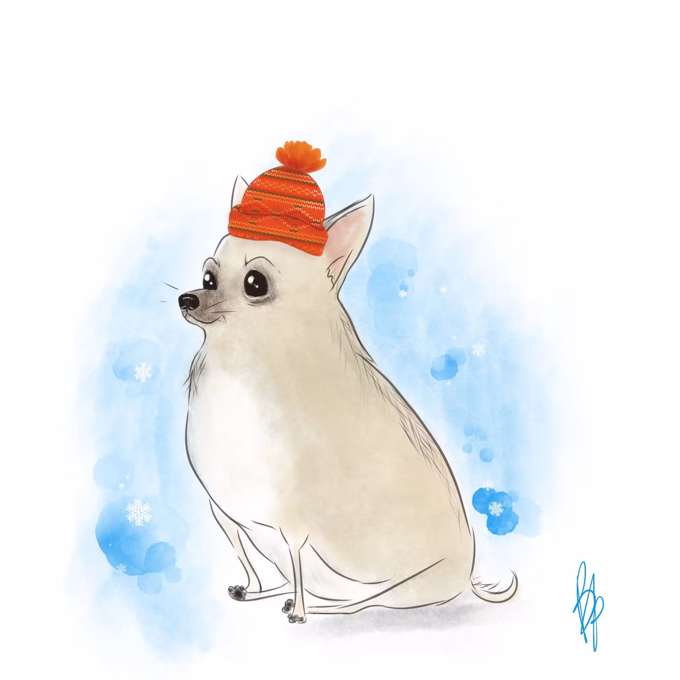 Winter chihuahua