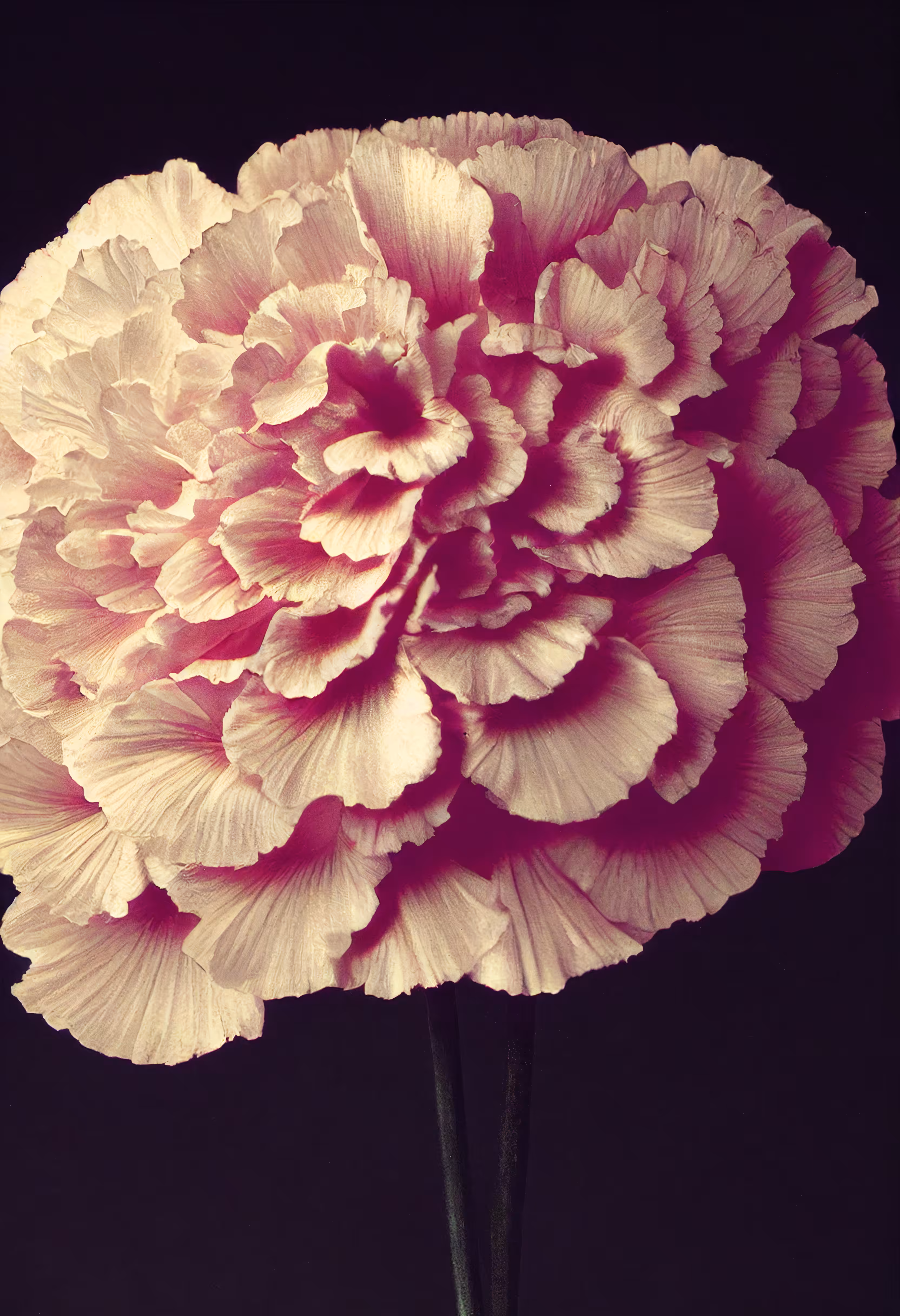 A Flower, Just For You. #54