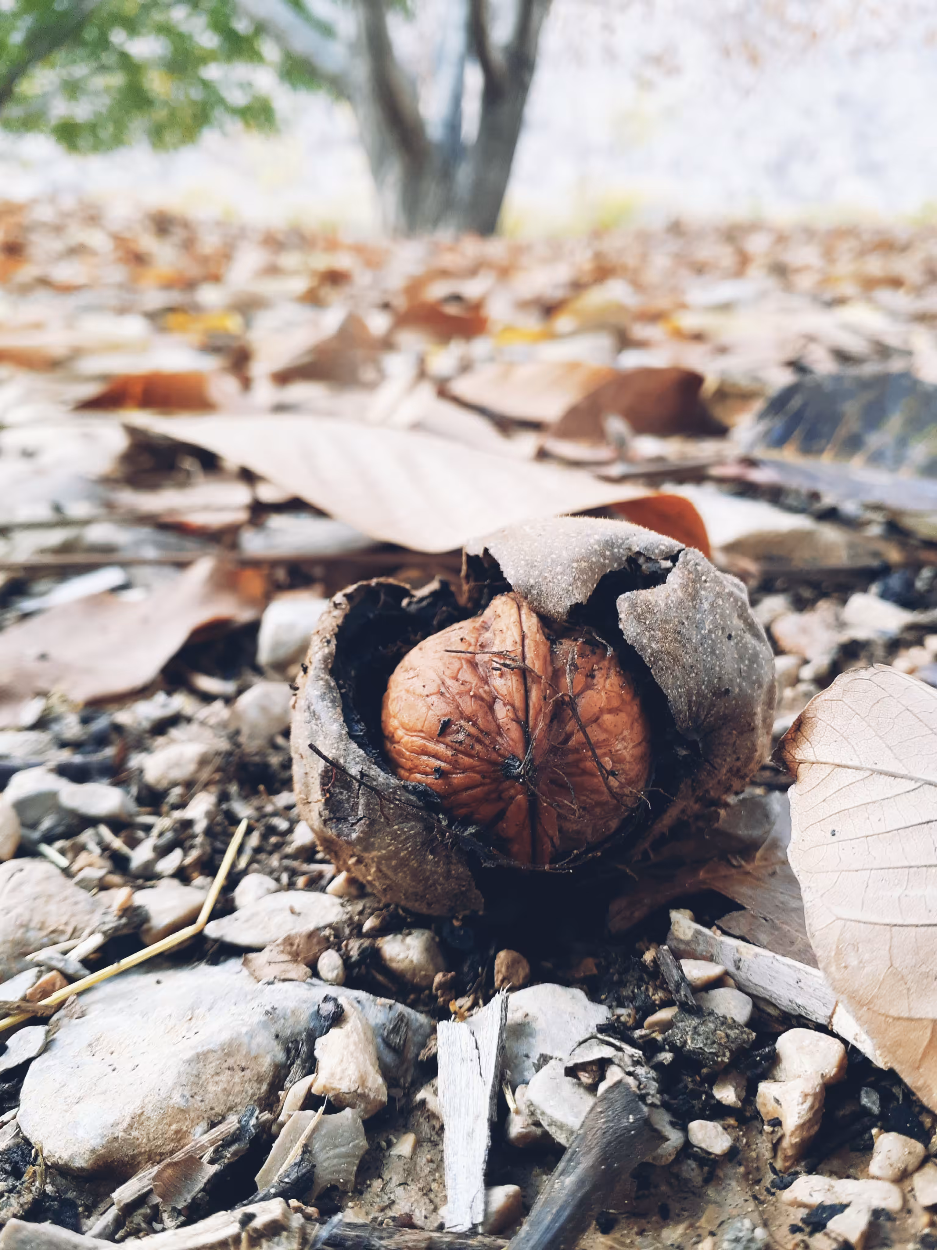 Walnut