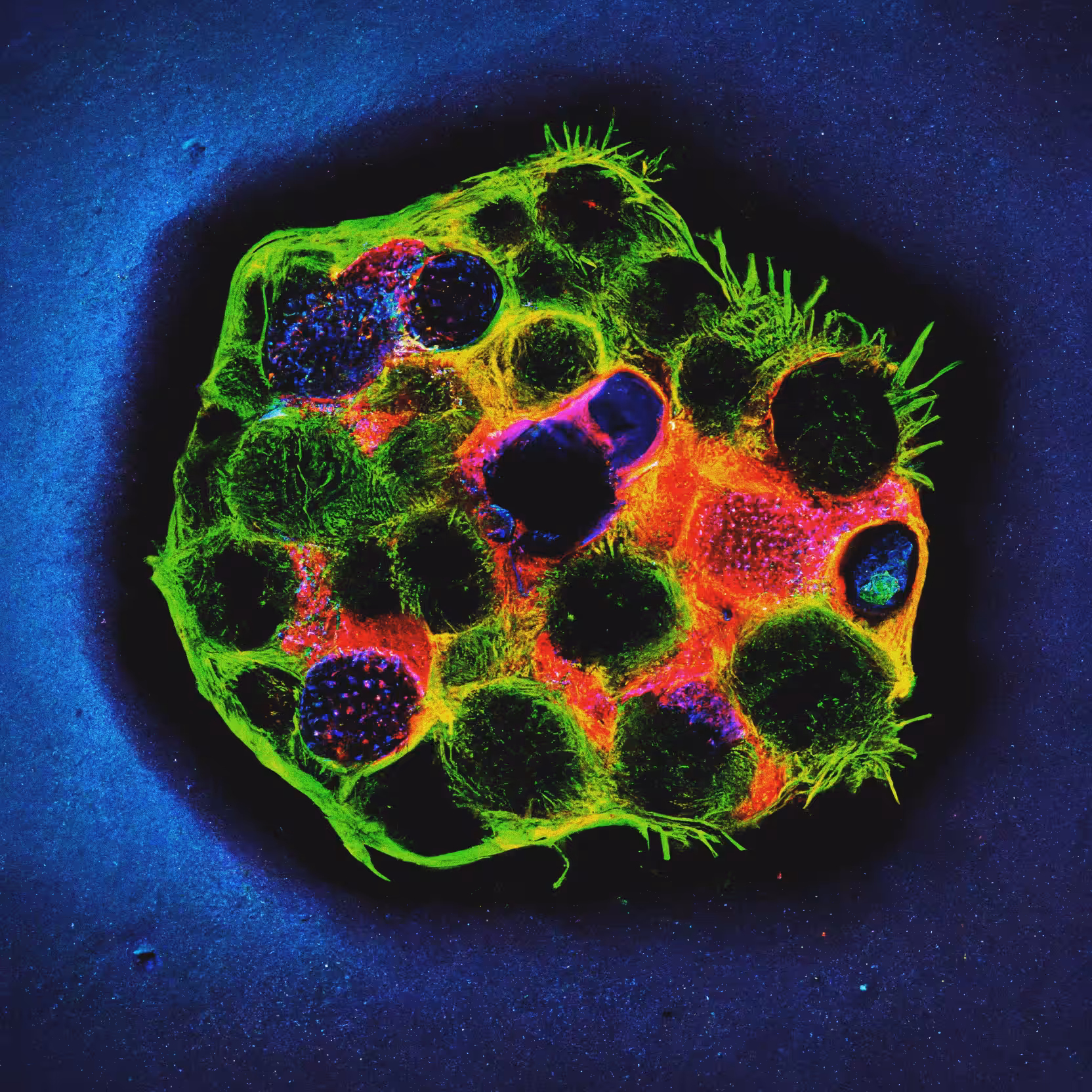 CELLS03