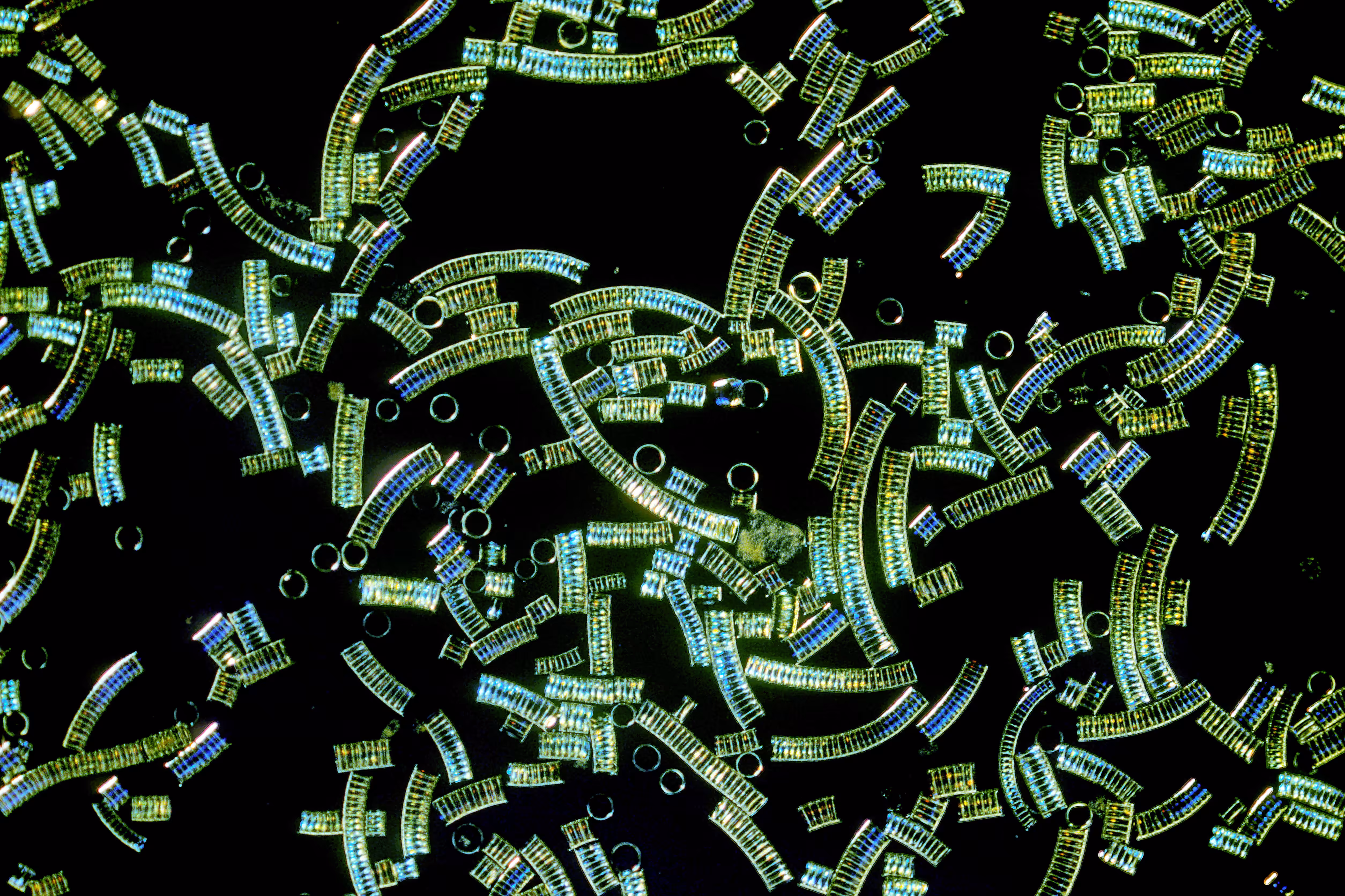 Invisible Oceans Founder's Collection: Invisible Oceans #83: Phytoplankton I