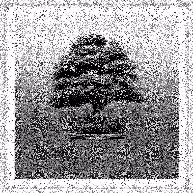 Bonsai Bonanza #588