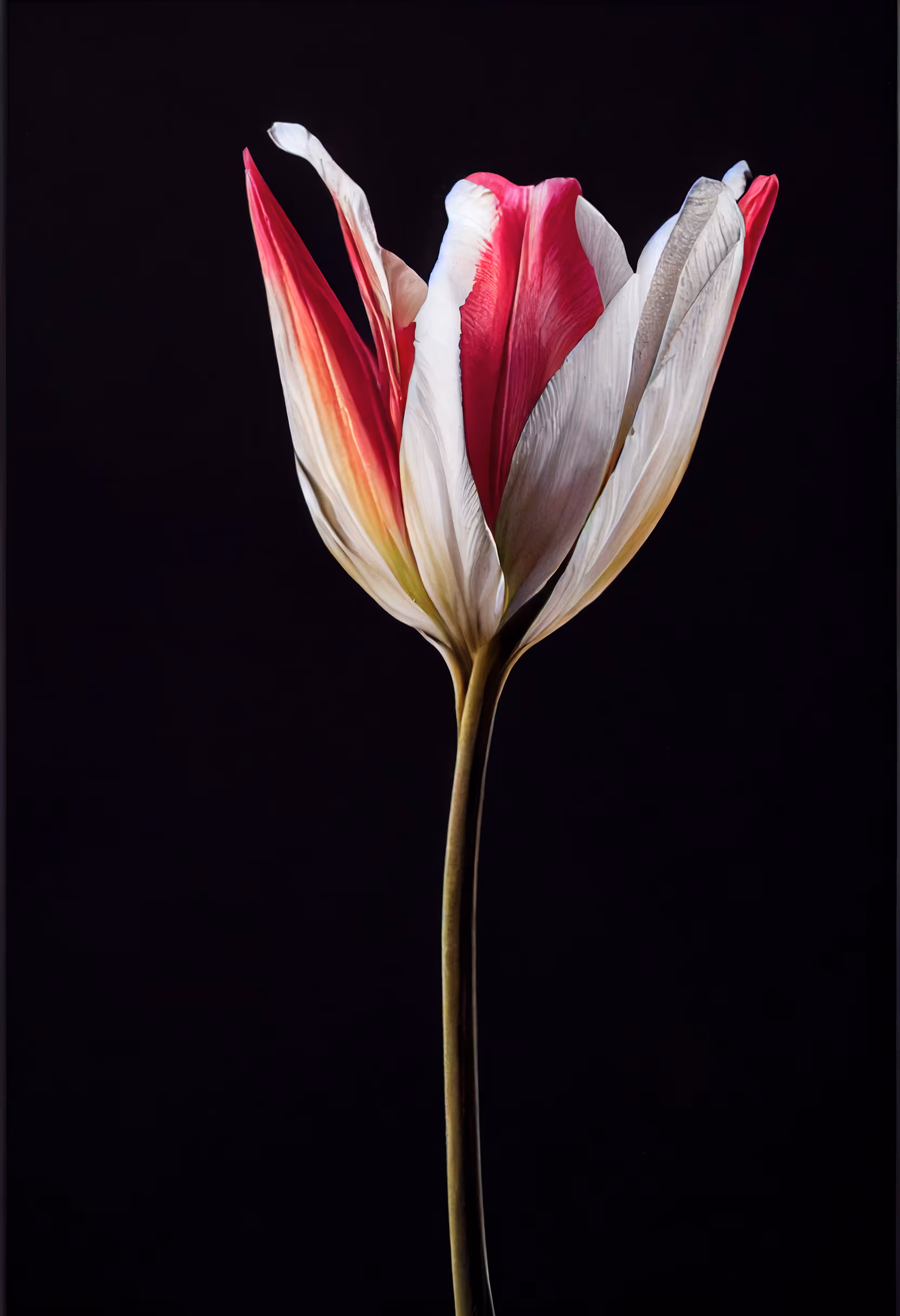 A Flower, Just For You. #146