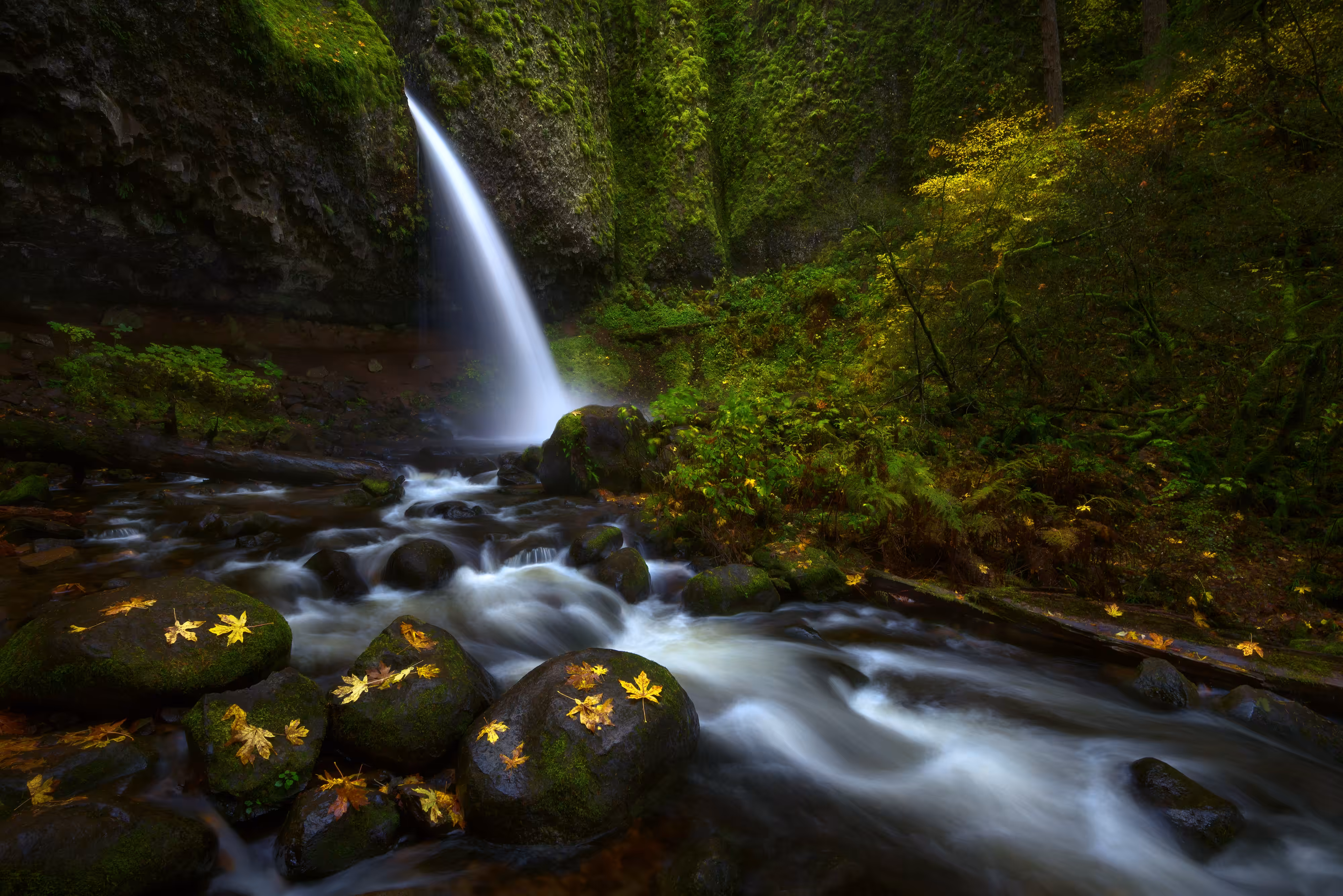Autumn Rush