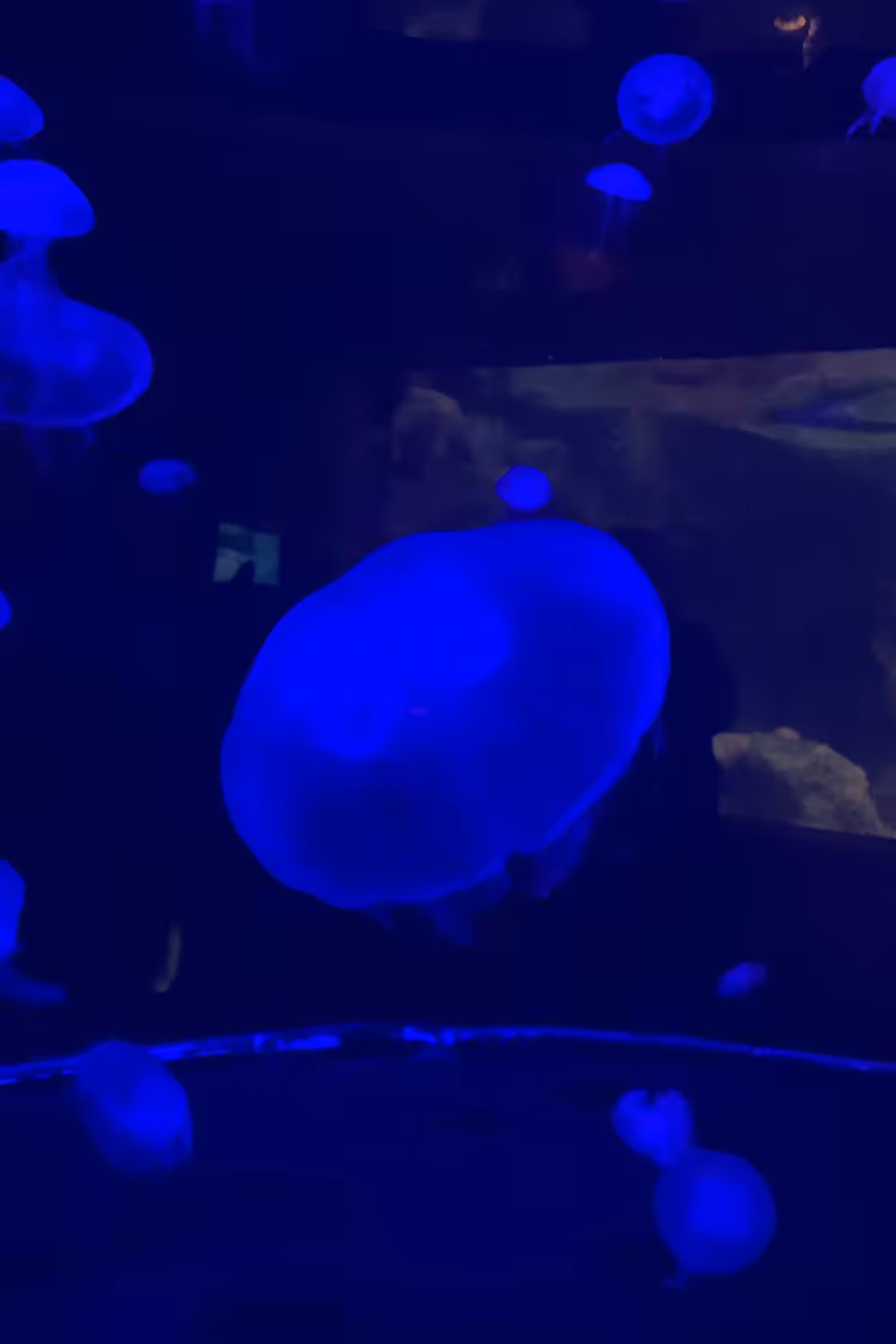 Blue Jelly Fish