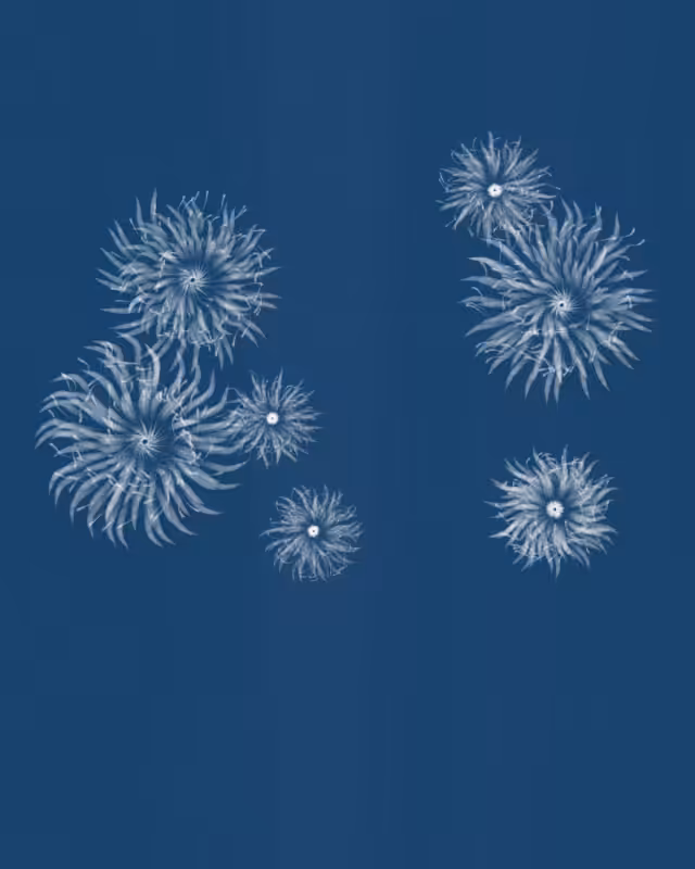 Cyanotypes #31