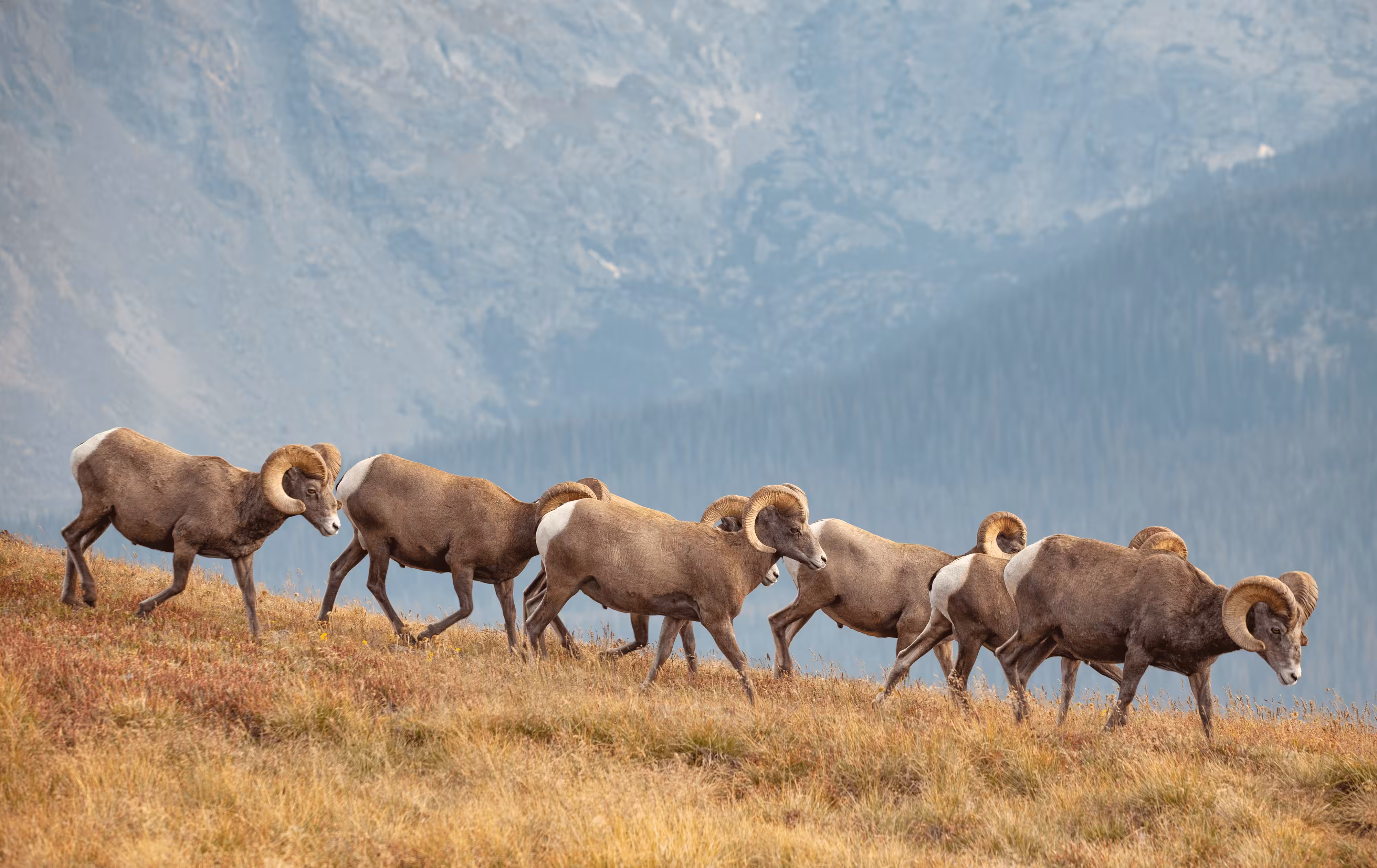 Balance #20 Big Horn Sheep 