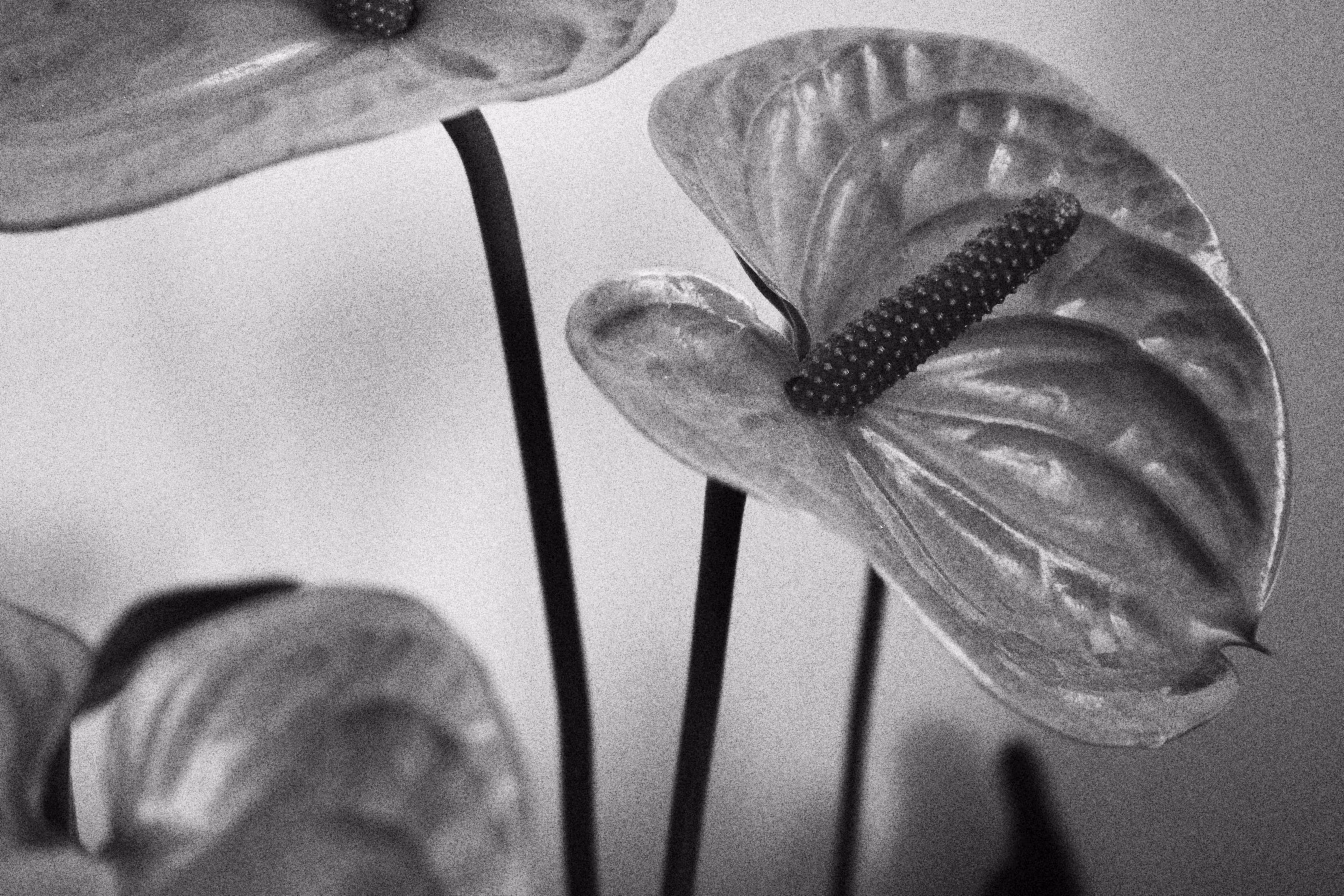Regnum: Plantae #2