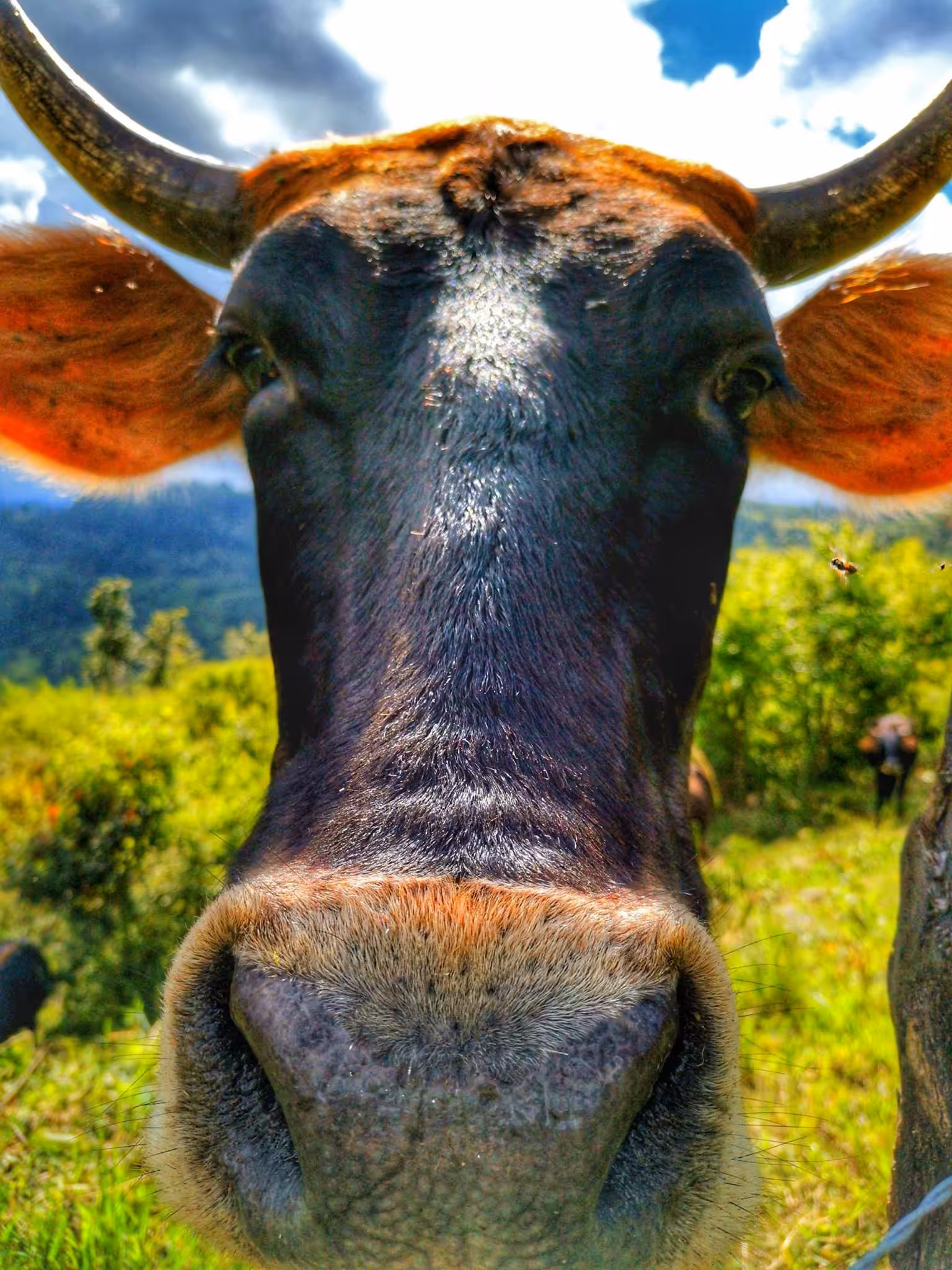 Now its my Friend Cow