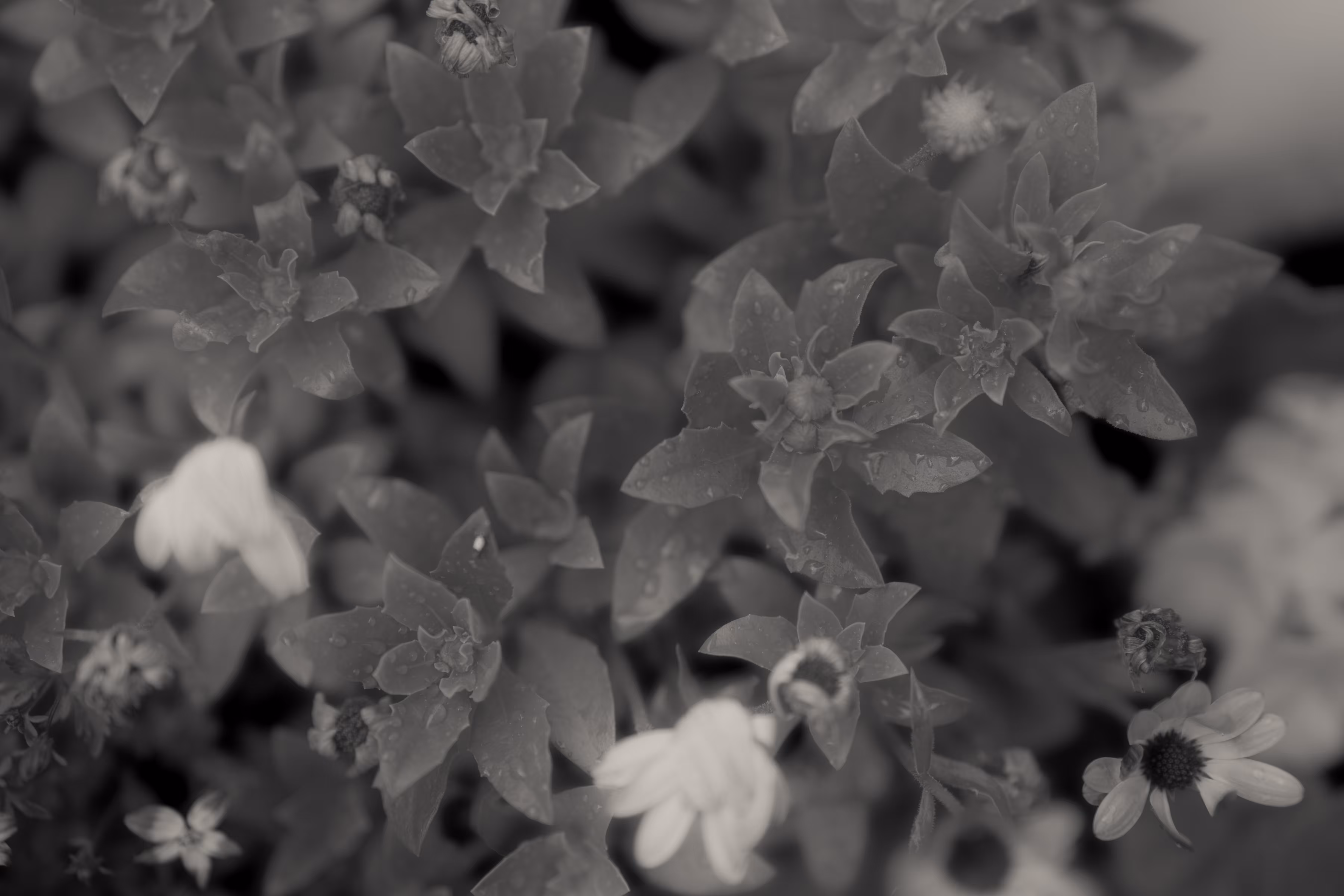life in my garden